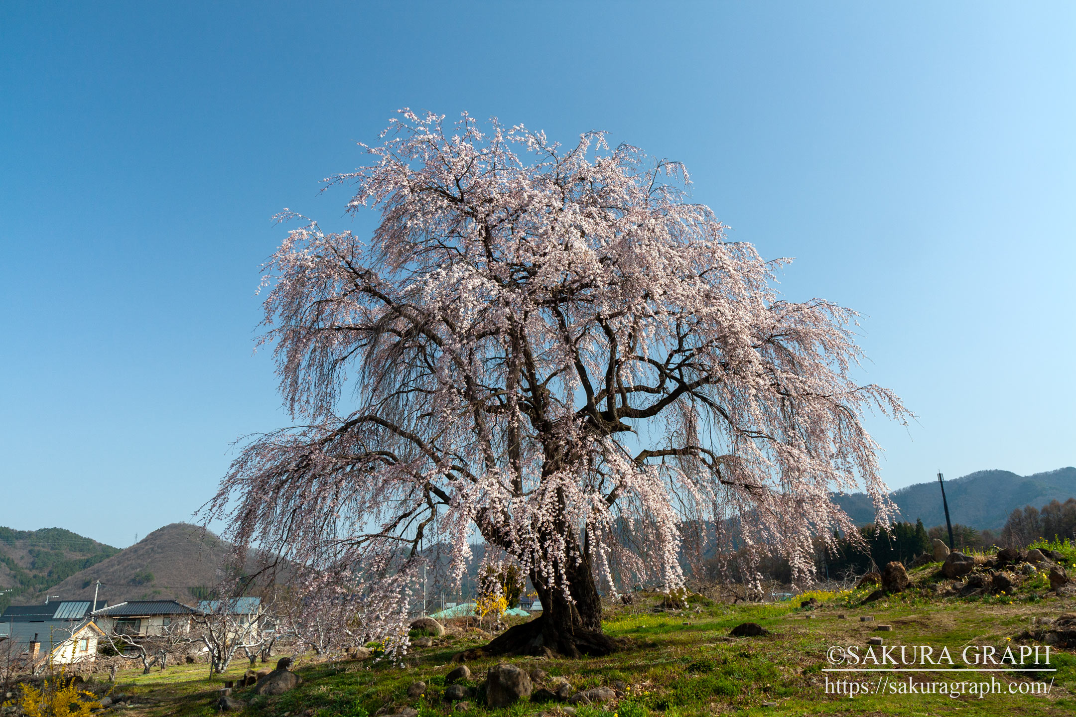 和美の桜