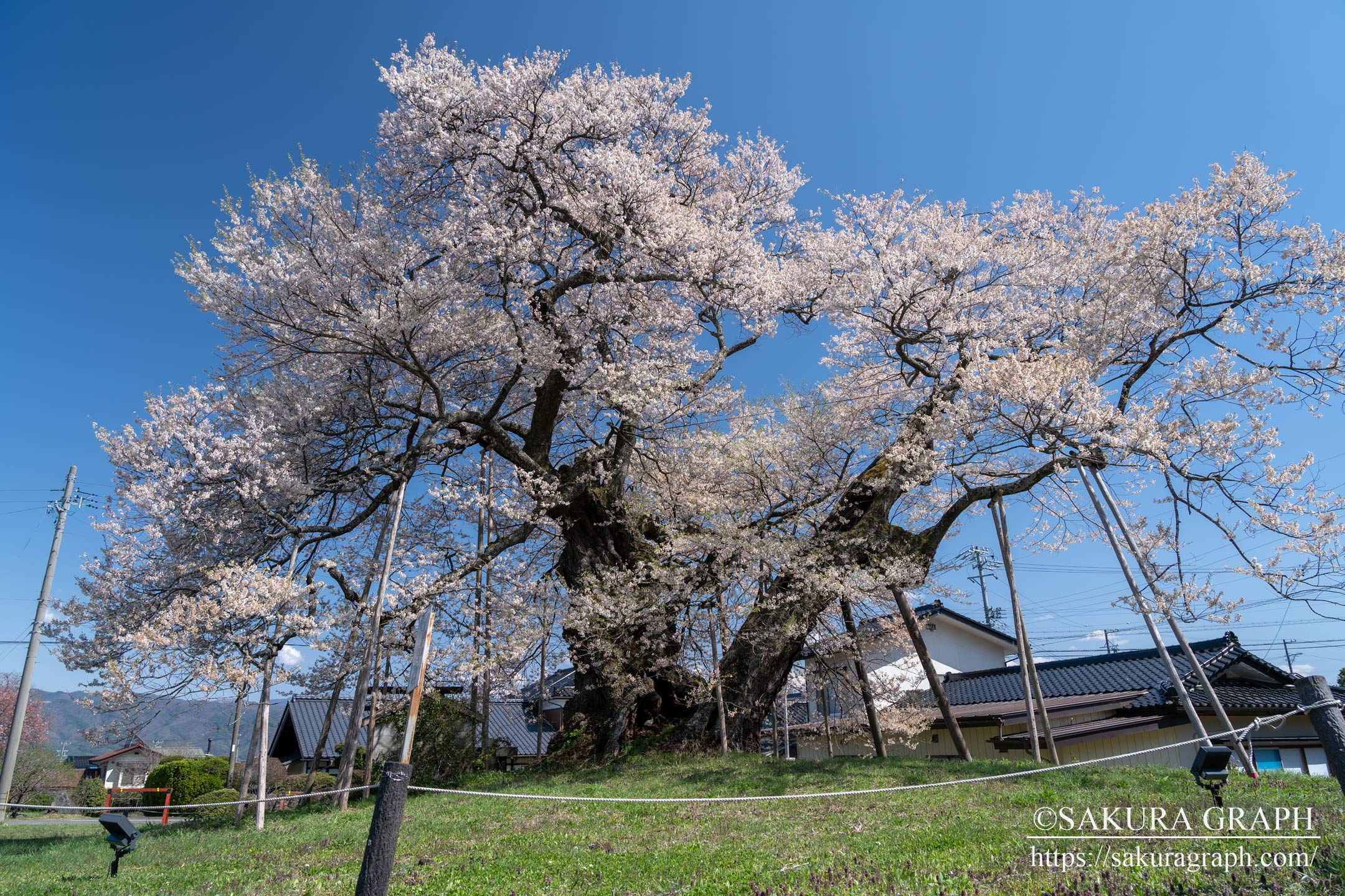 中曽根の権現桜