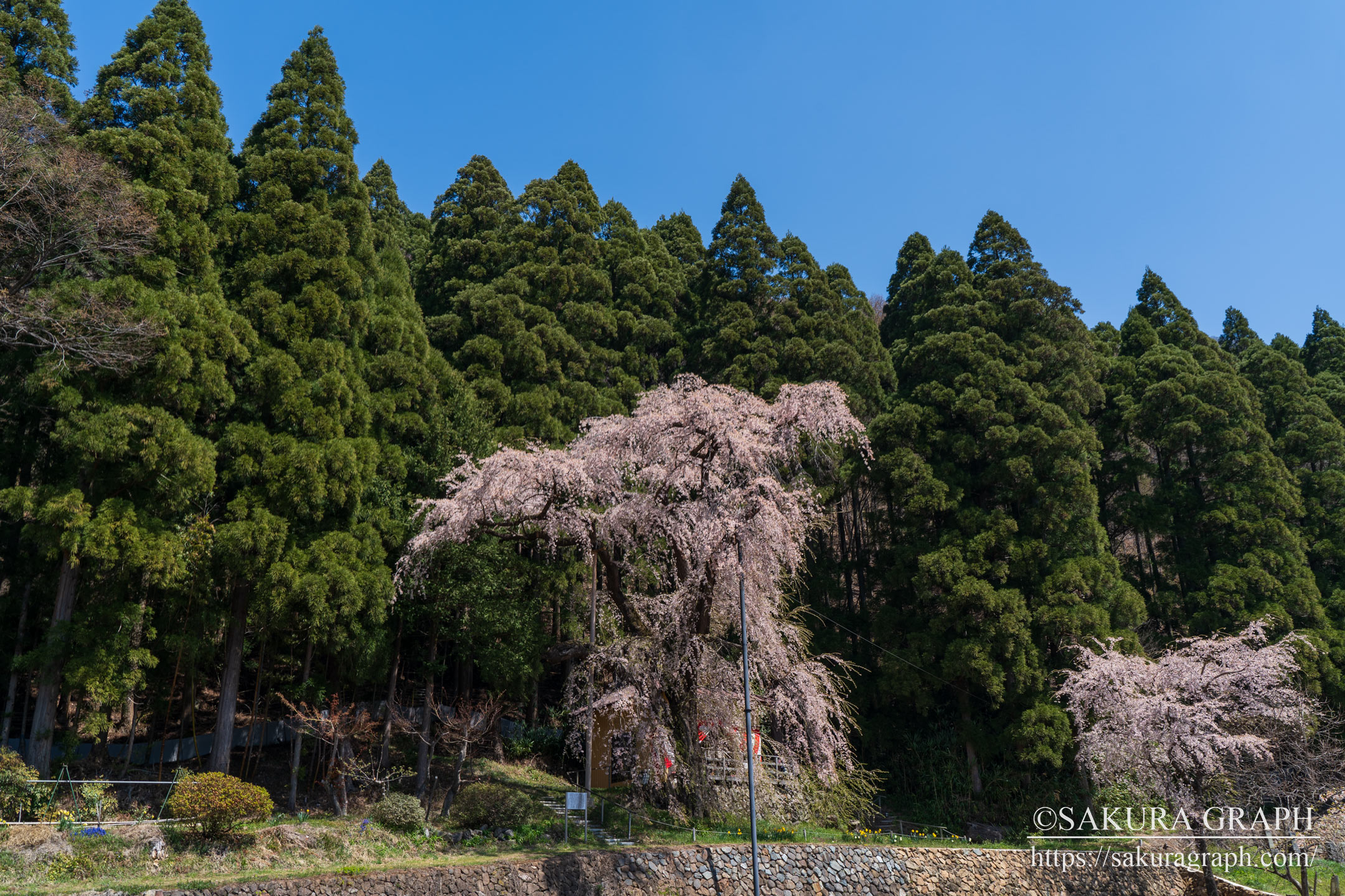 大日向観音堂のしだれ桜