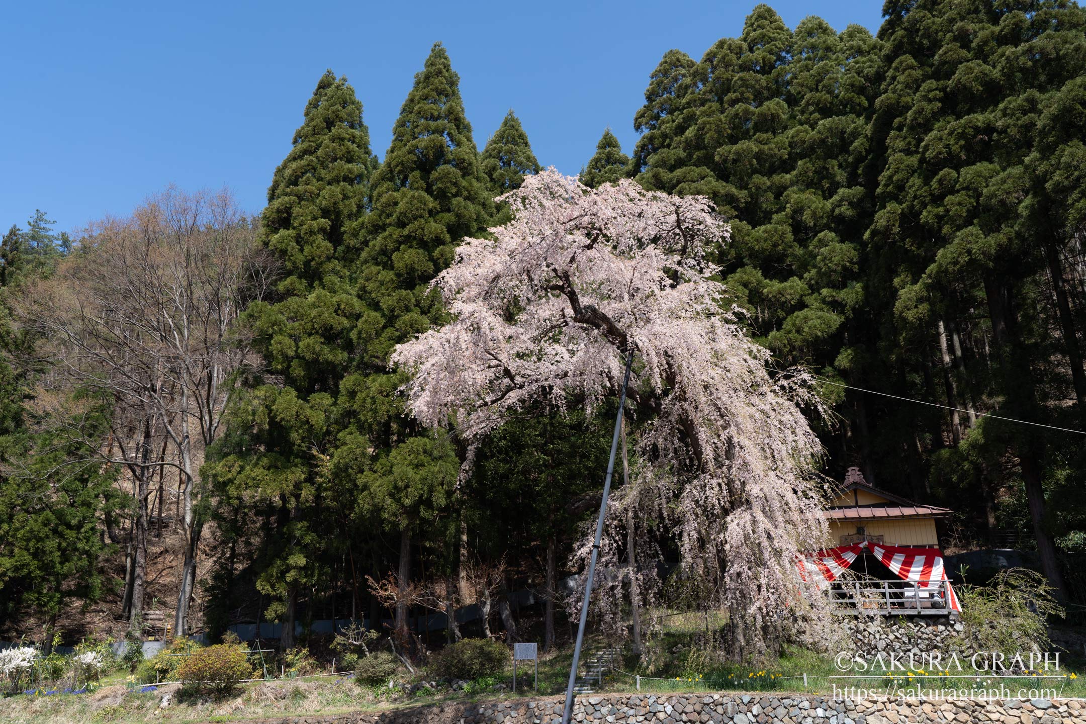 大日向観音堂のしだれ桜