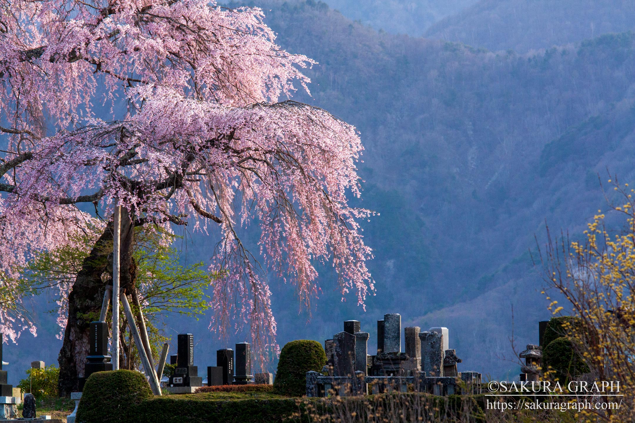 田端のしだれ桜