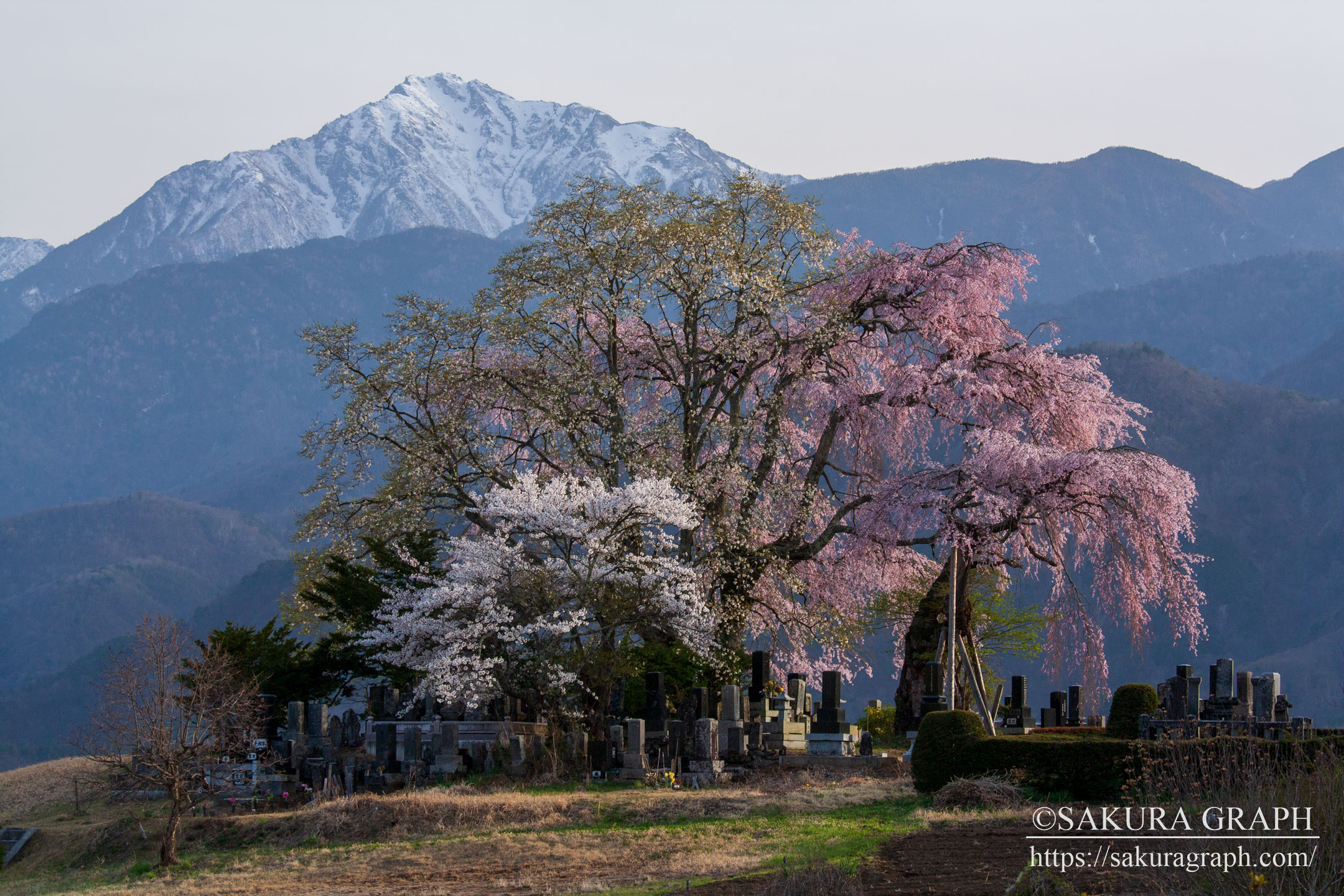 田端のしだれ桜