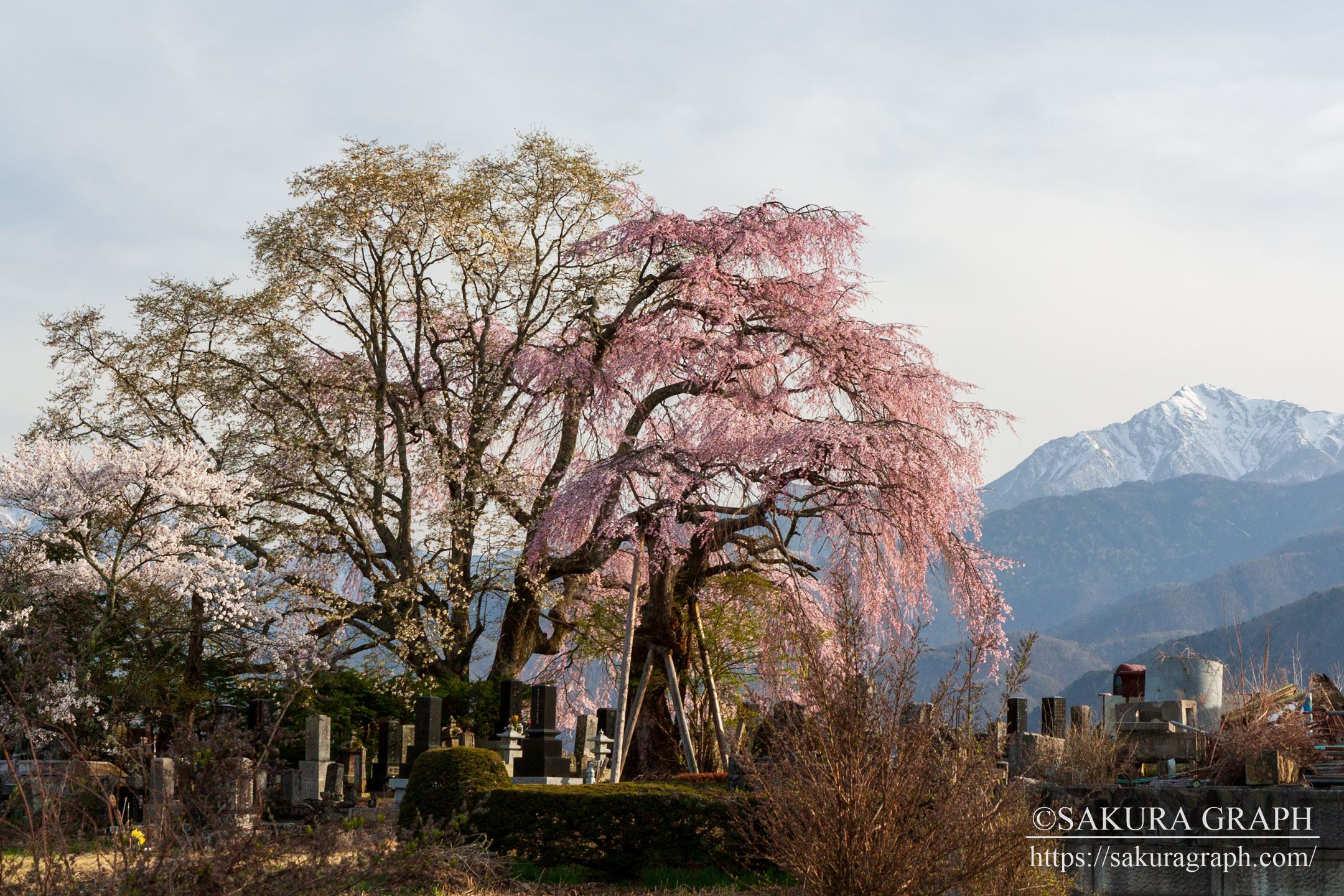 田端のしだれ桜