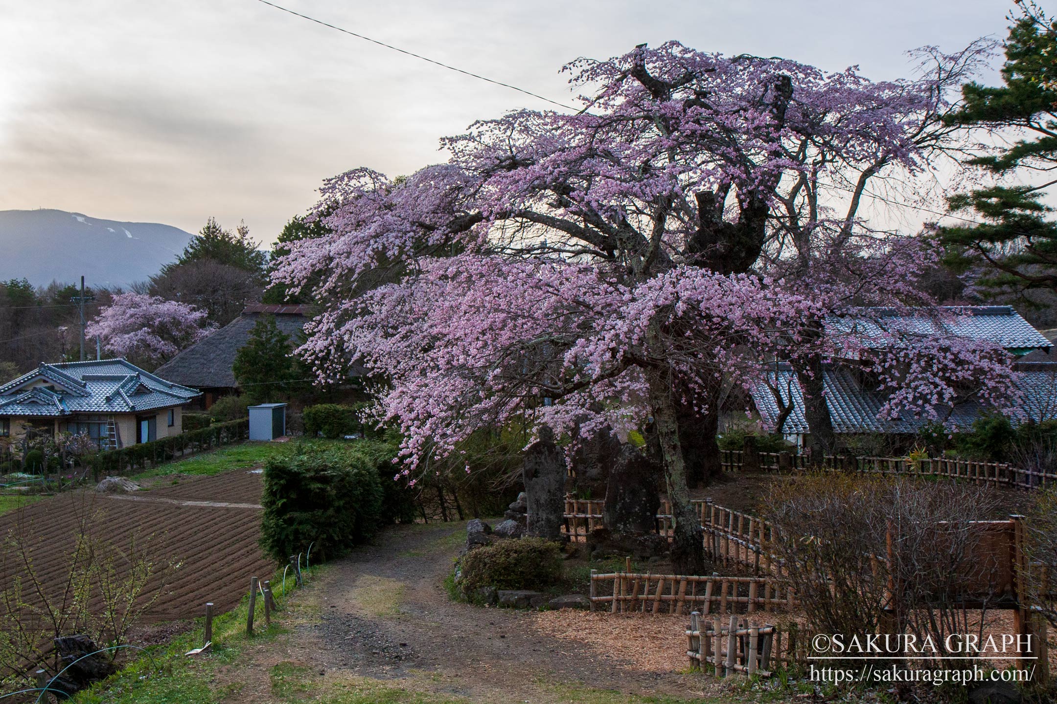 高森観音堂のしだれ桜