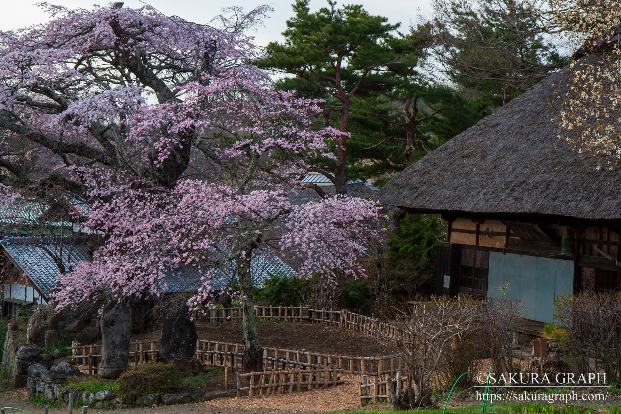 高森観音堂のしだれ桜