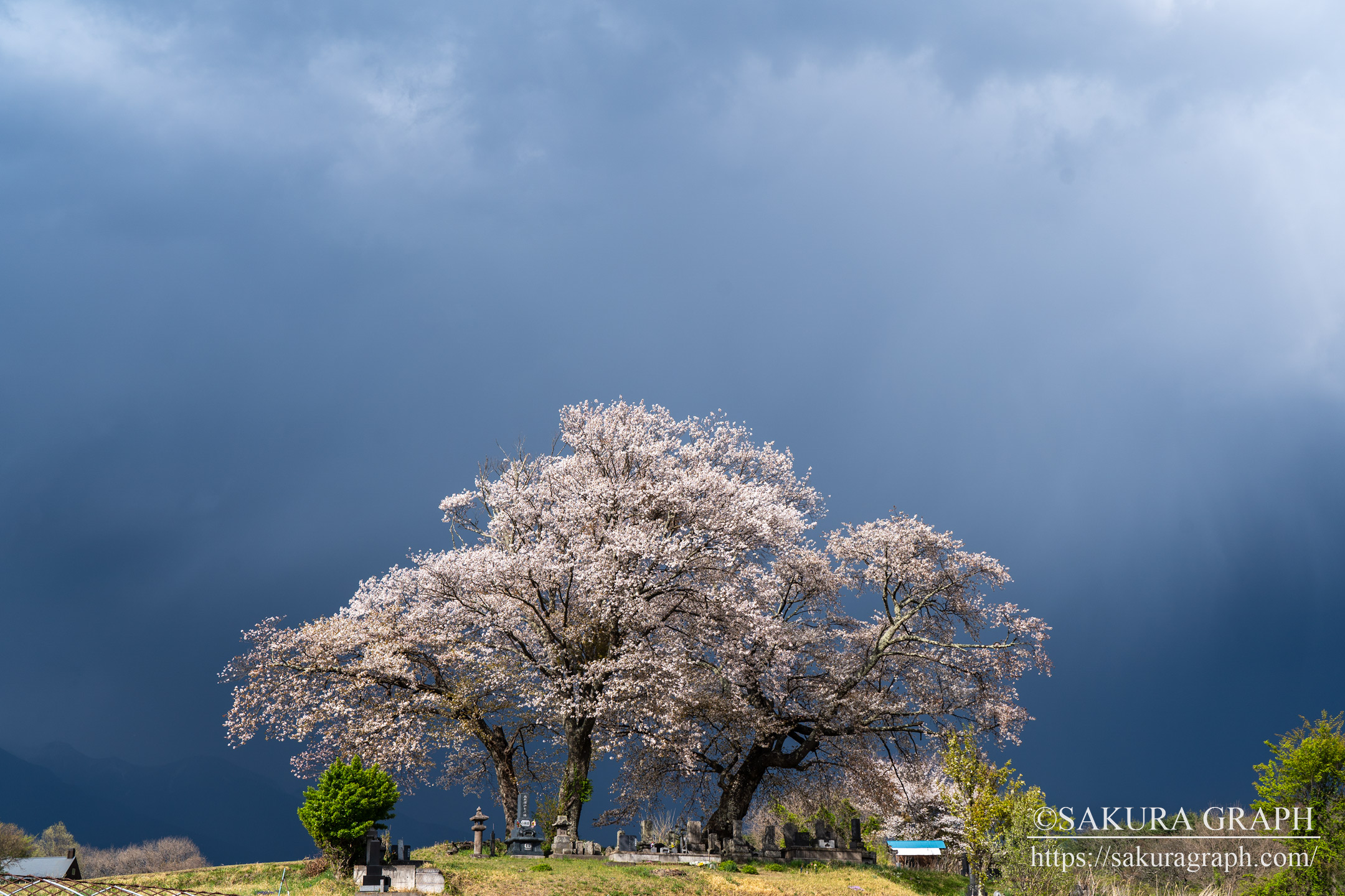 鼎談桜