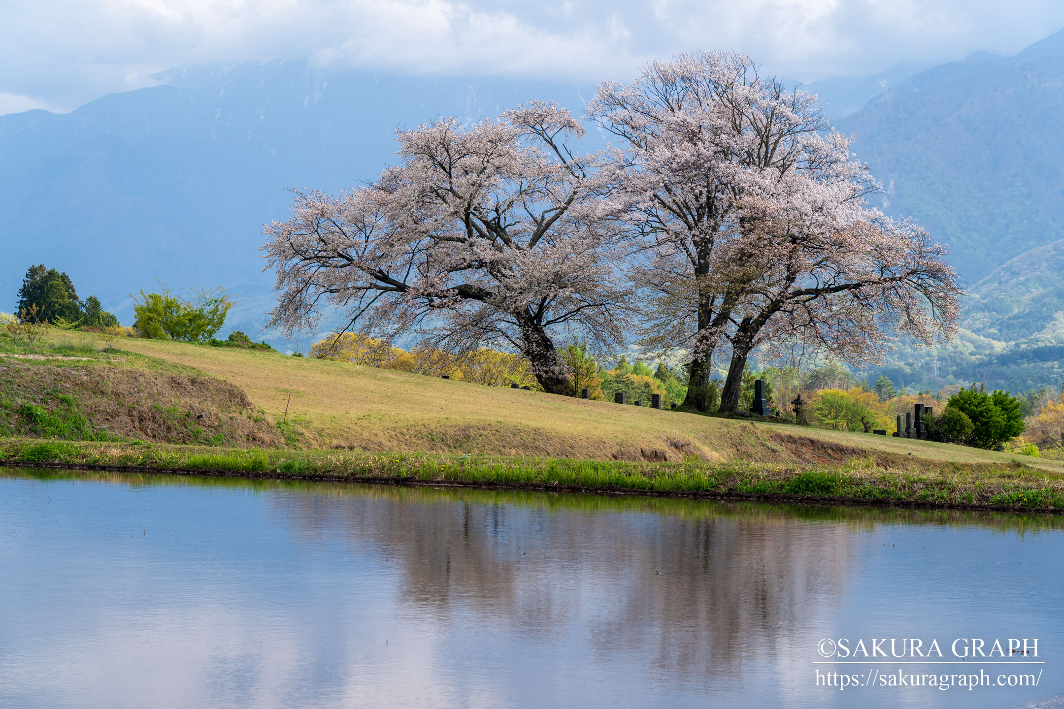 鼎談桜