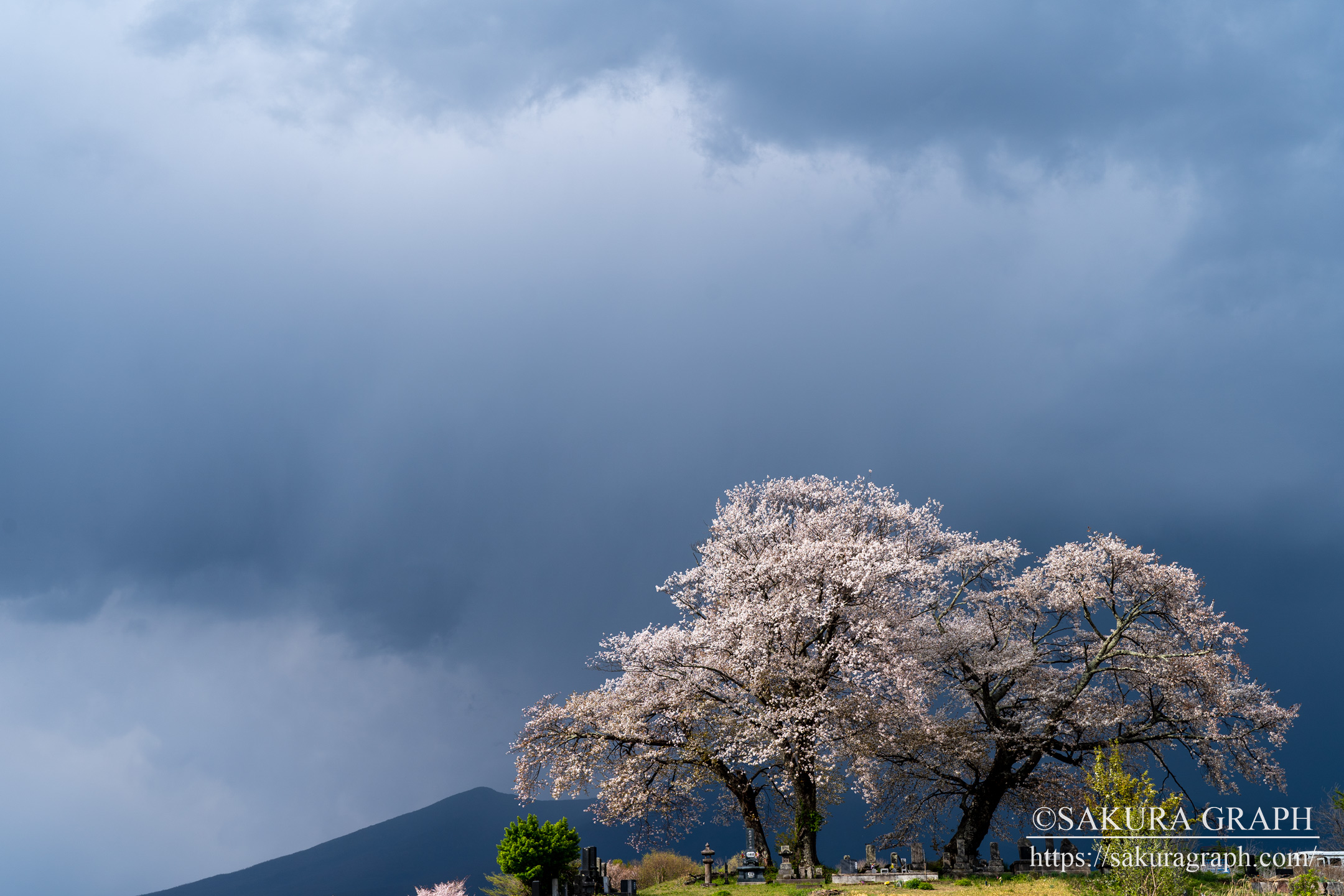 鼎談桜