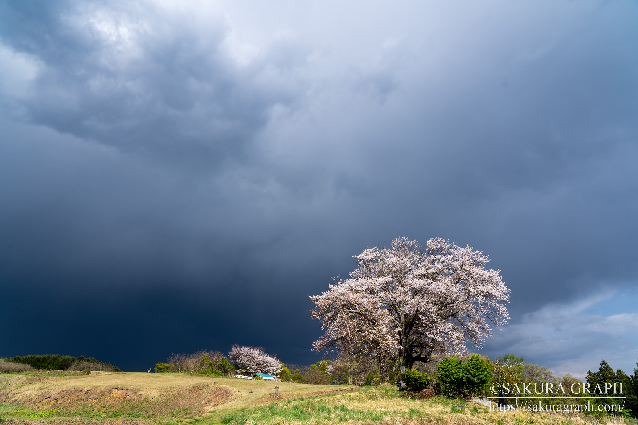 鼎談桜