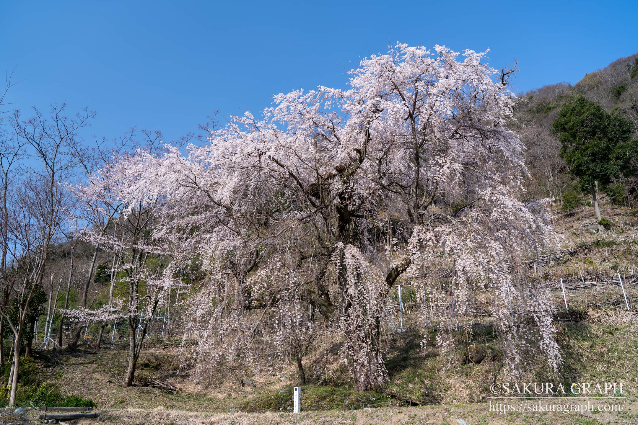 本遠寺のしだれ桜