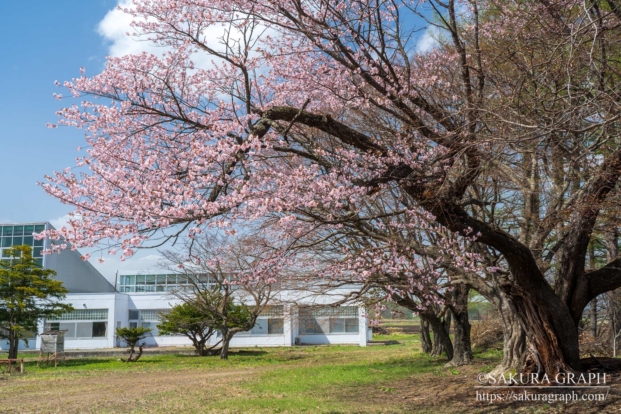 佐幌小学校の桜