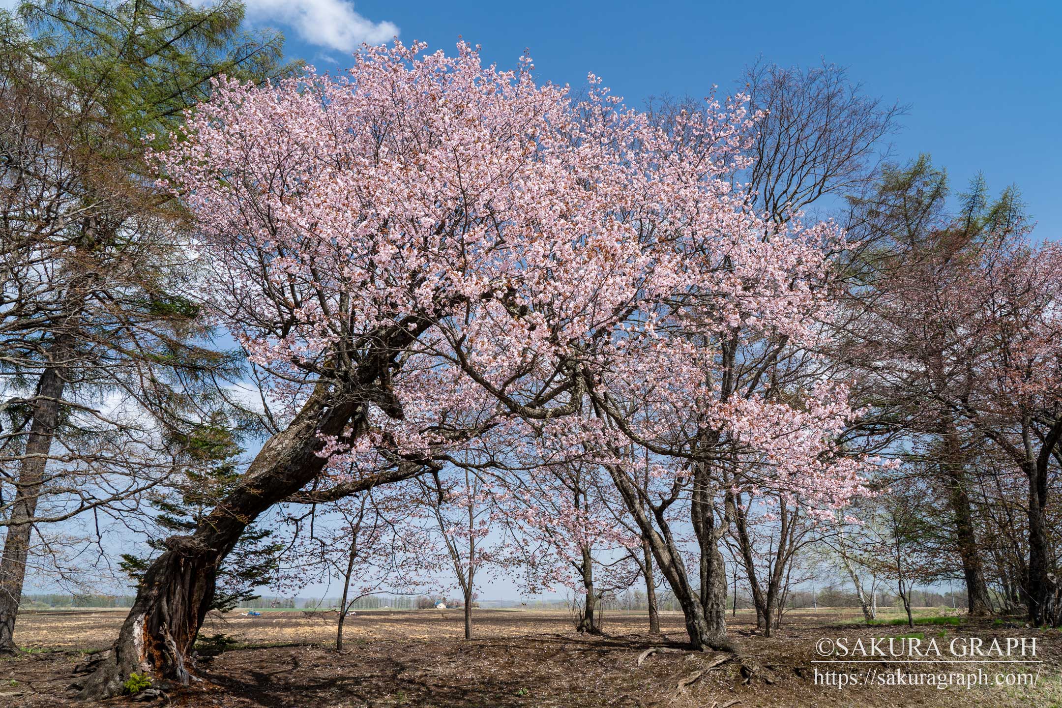 佐幌小学校の桜