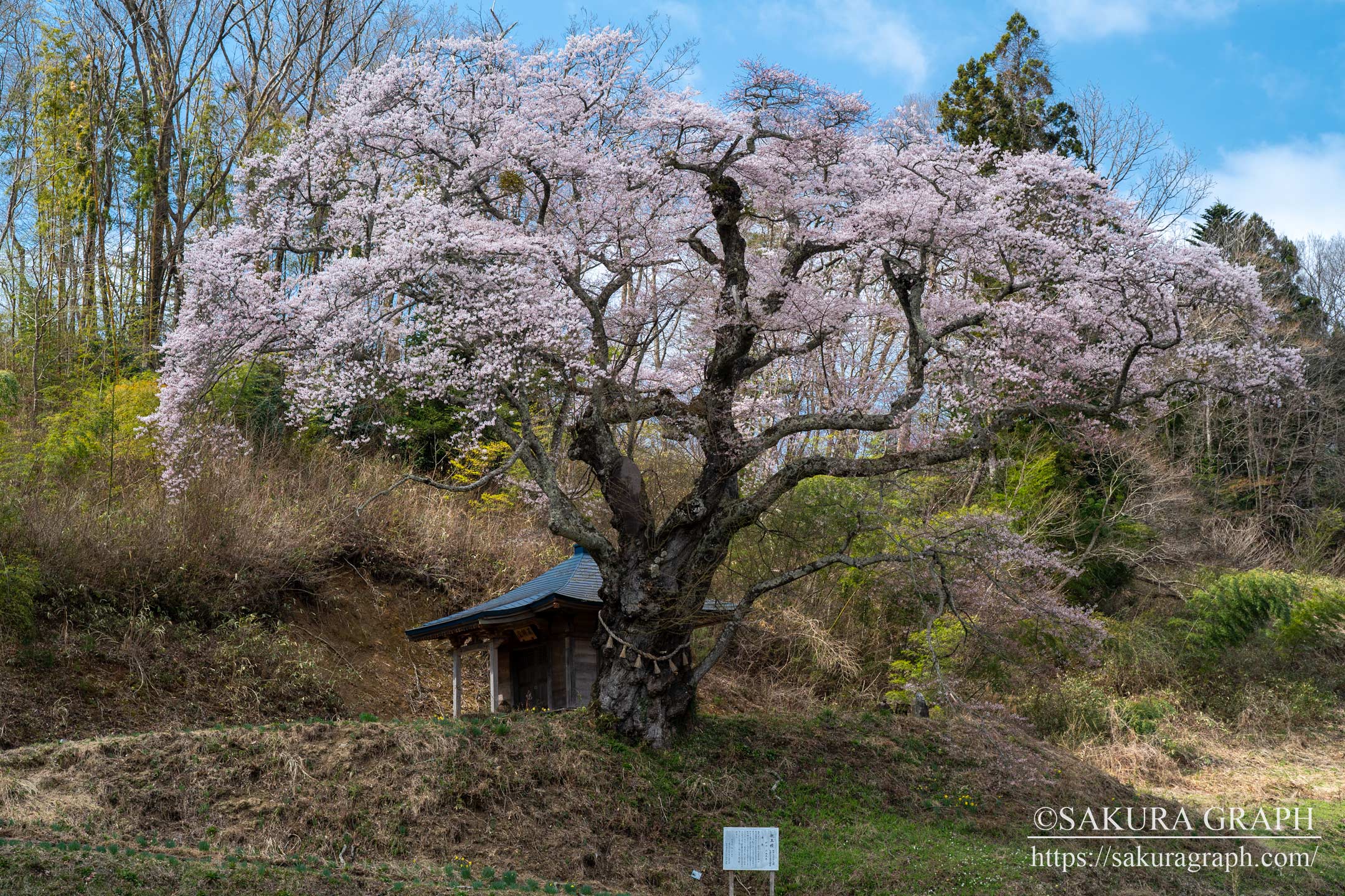 筆甫の親王桜