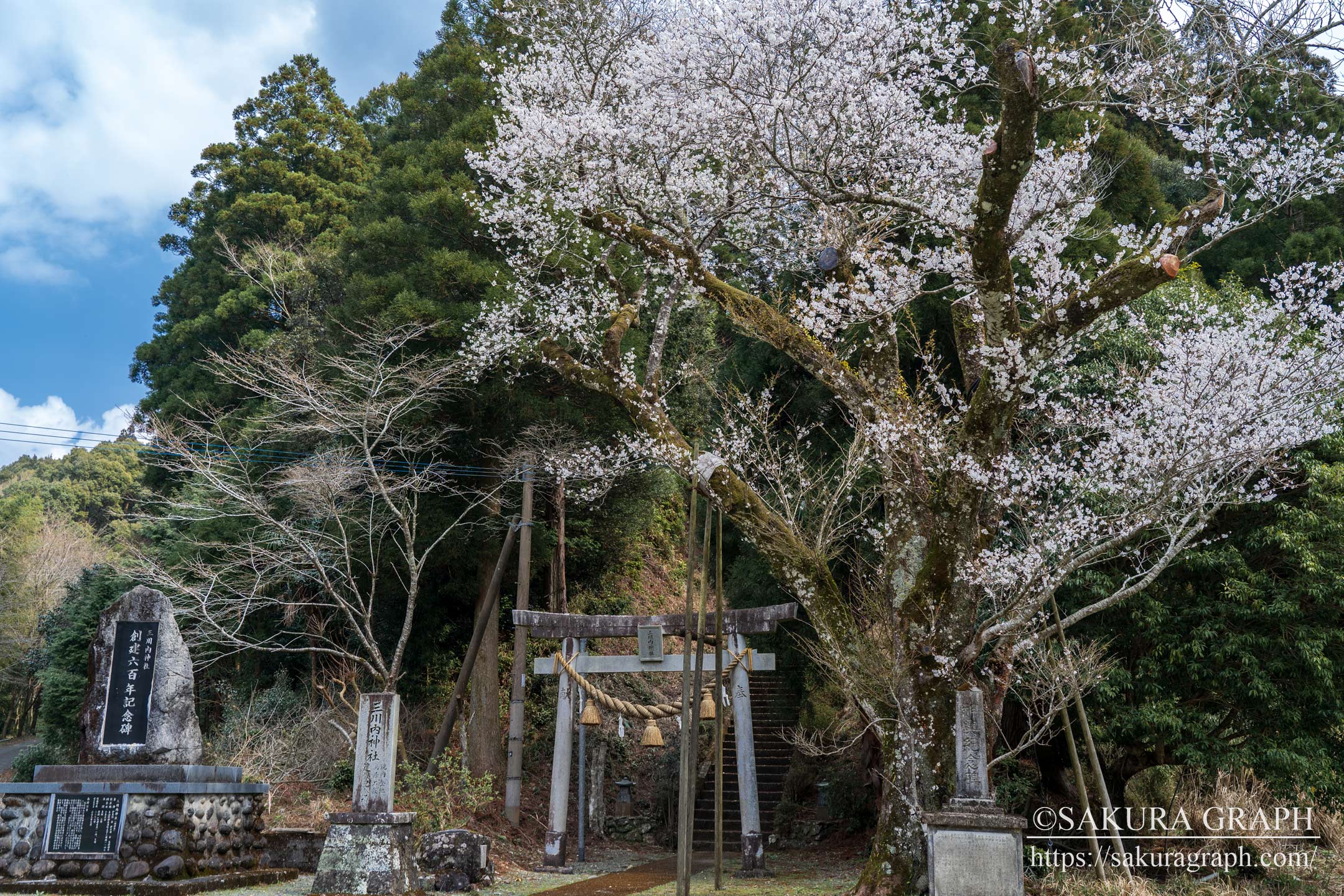 三川内神社の桜
