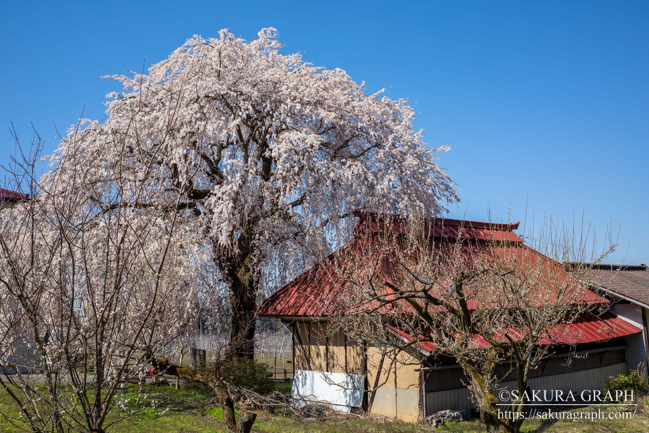 中塩のしだれ桜