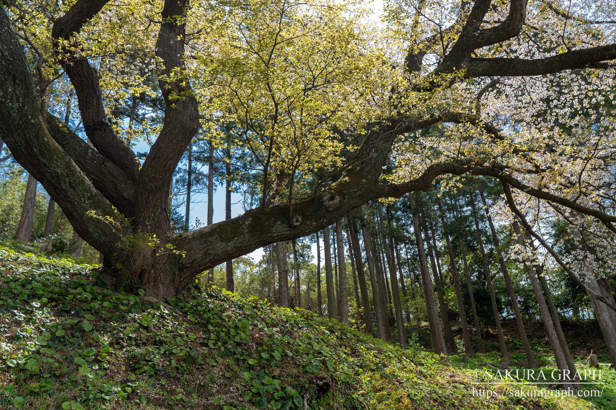 松国大山桜