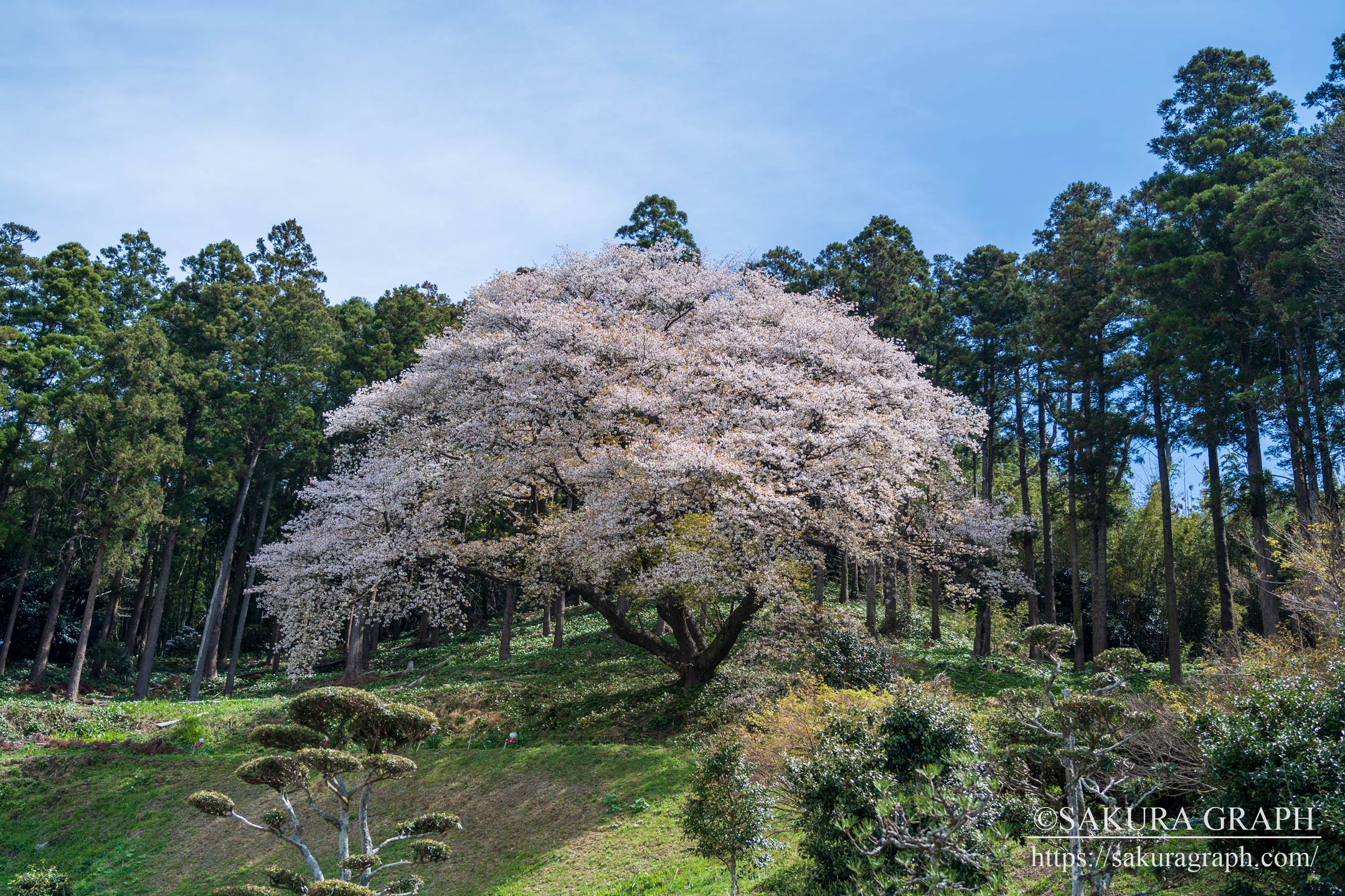 松国大山桜