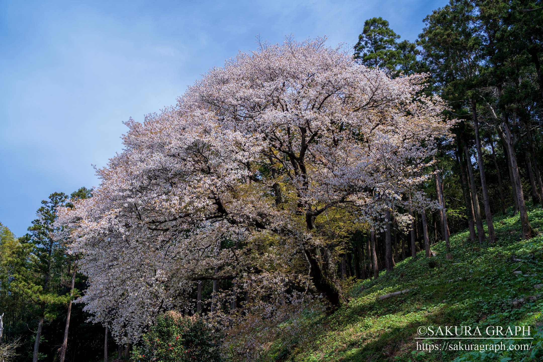 松国大山桜