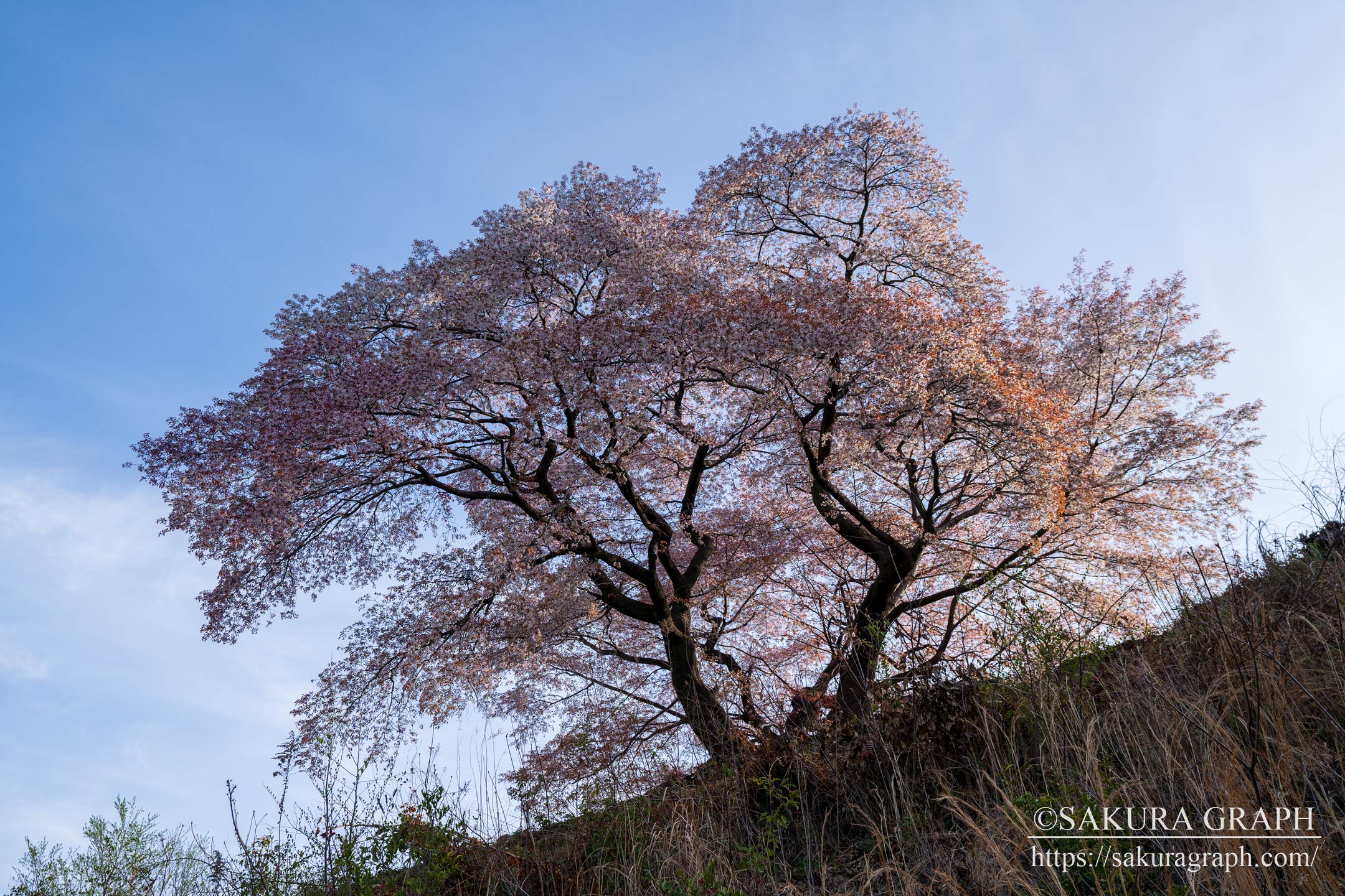 青々谷大桜