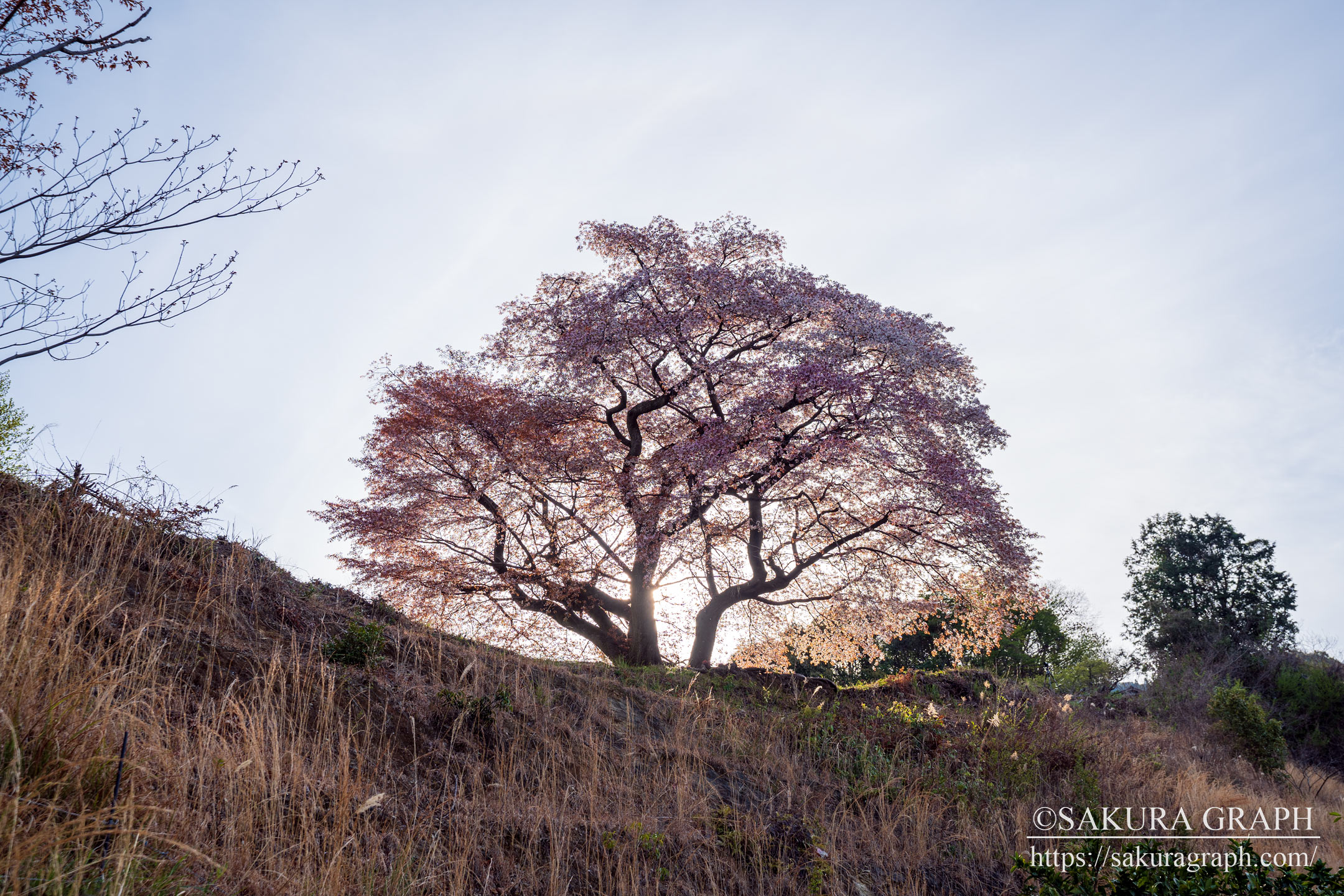 青々谷大桜