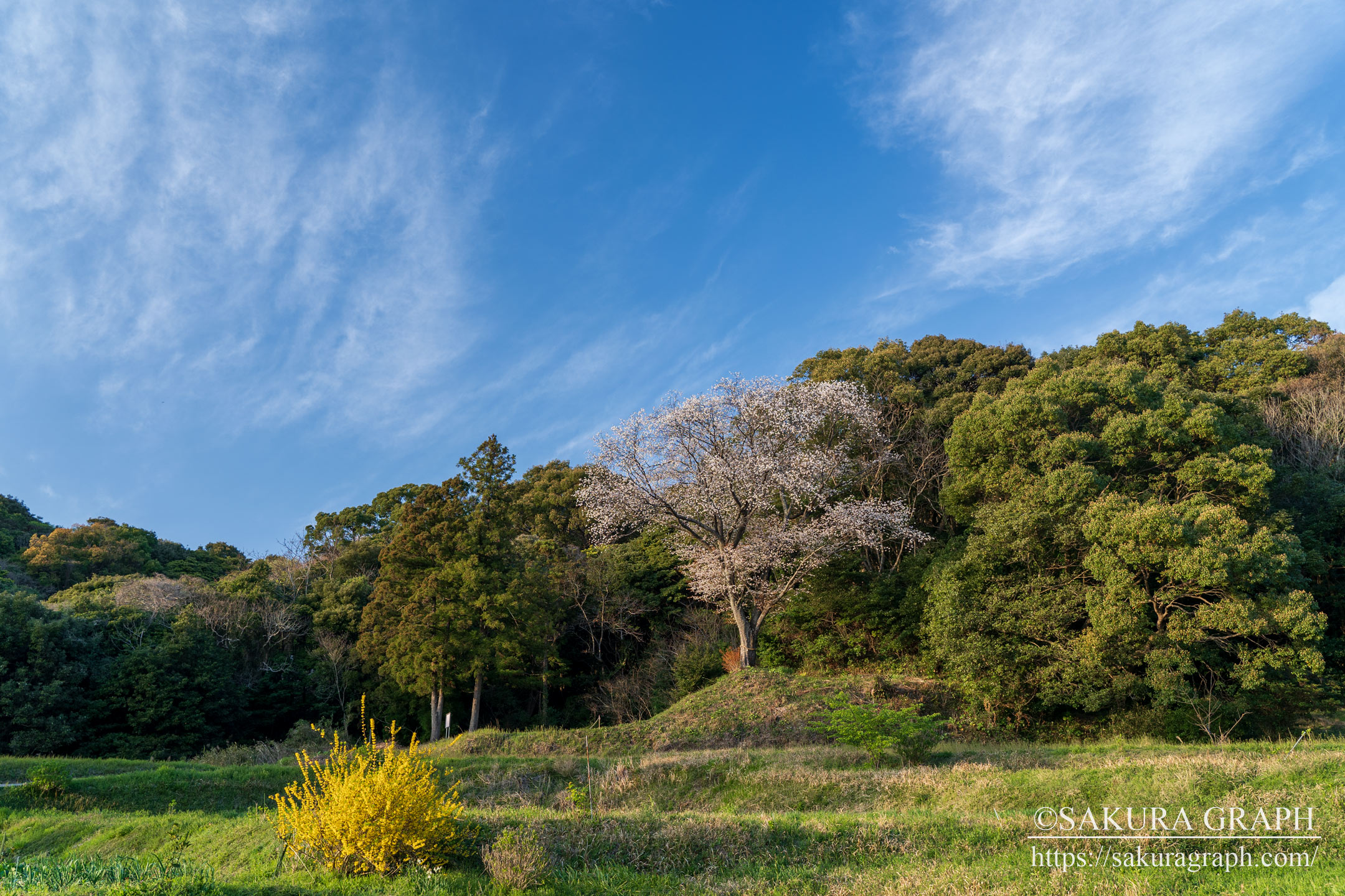 志津摩桜