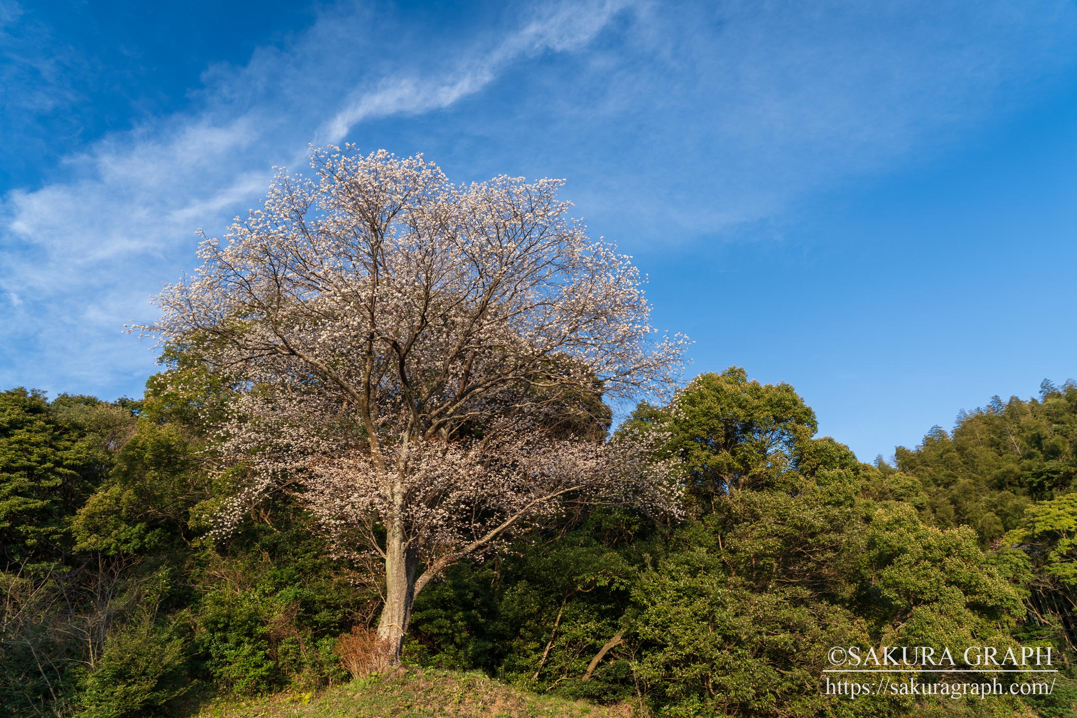 志津摩桜