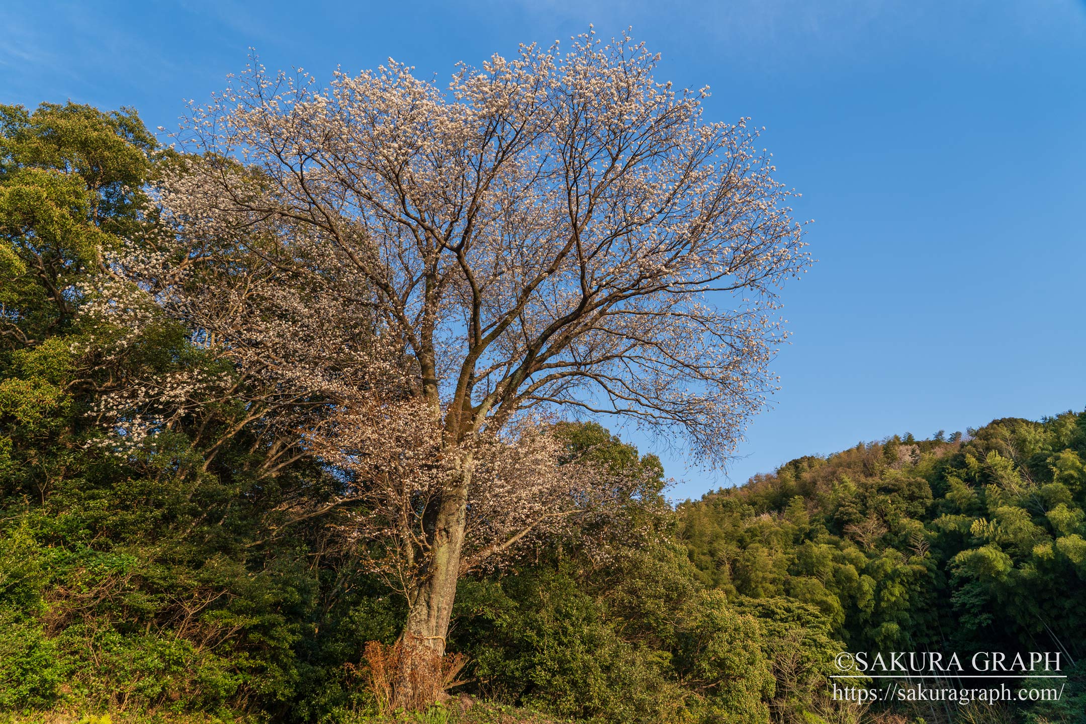 志津摩桜