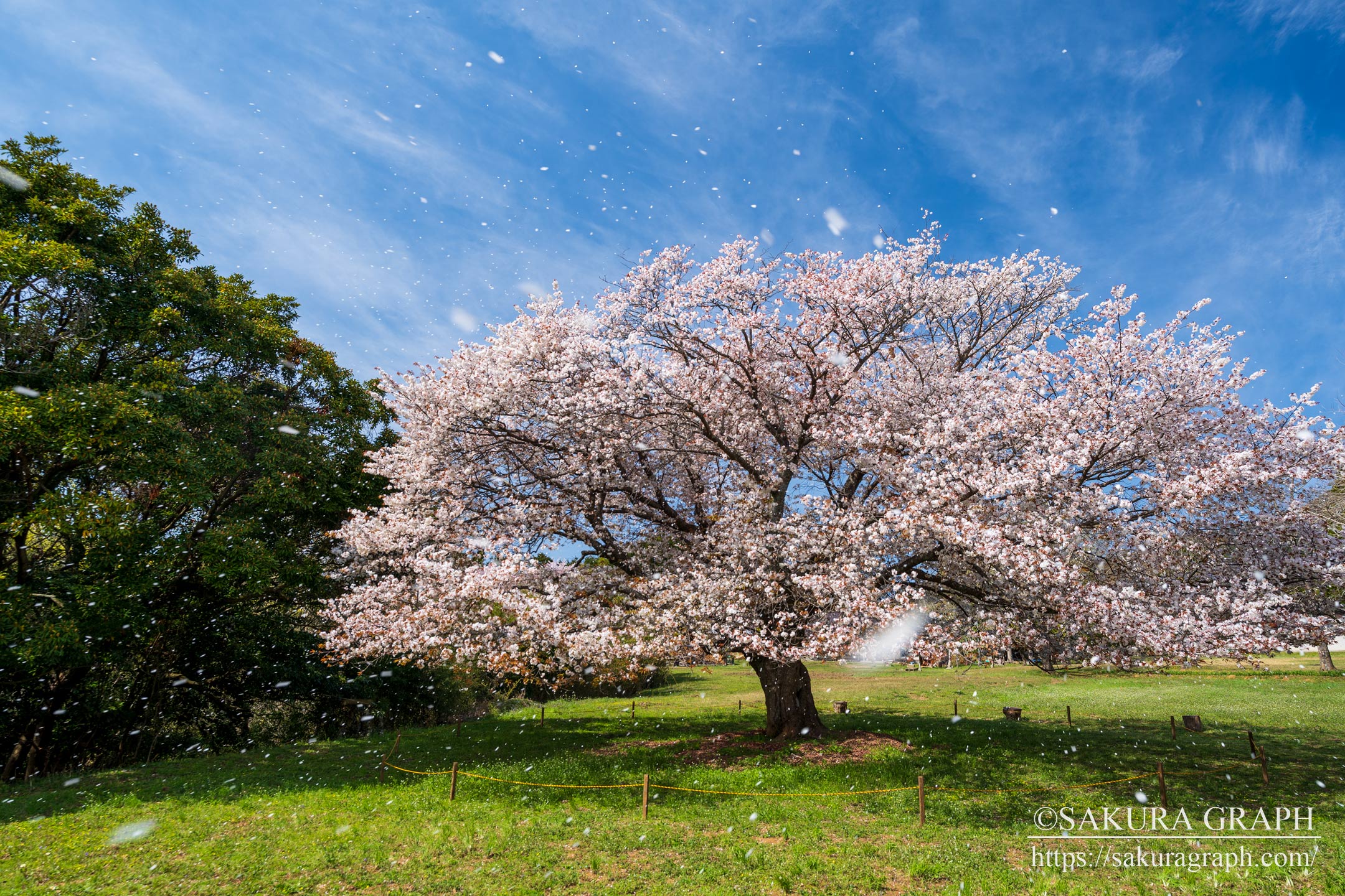 天郷の一本桜