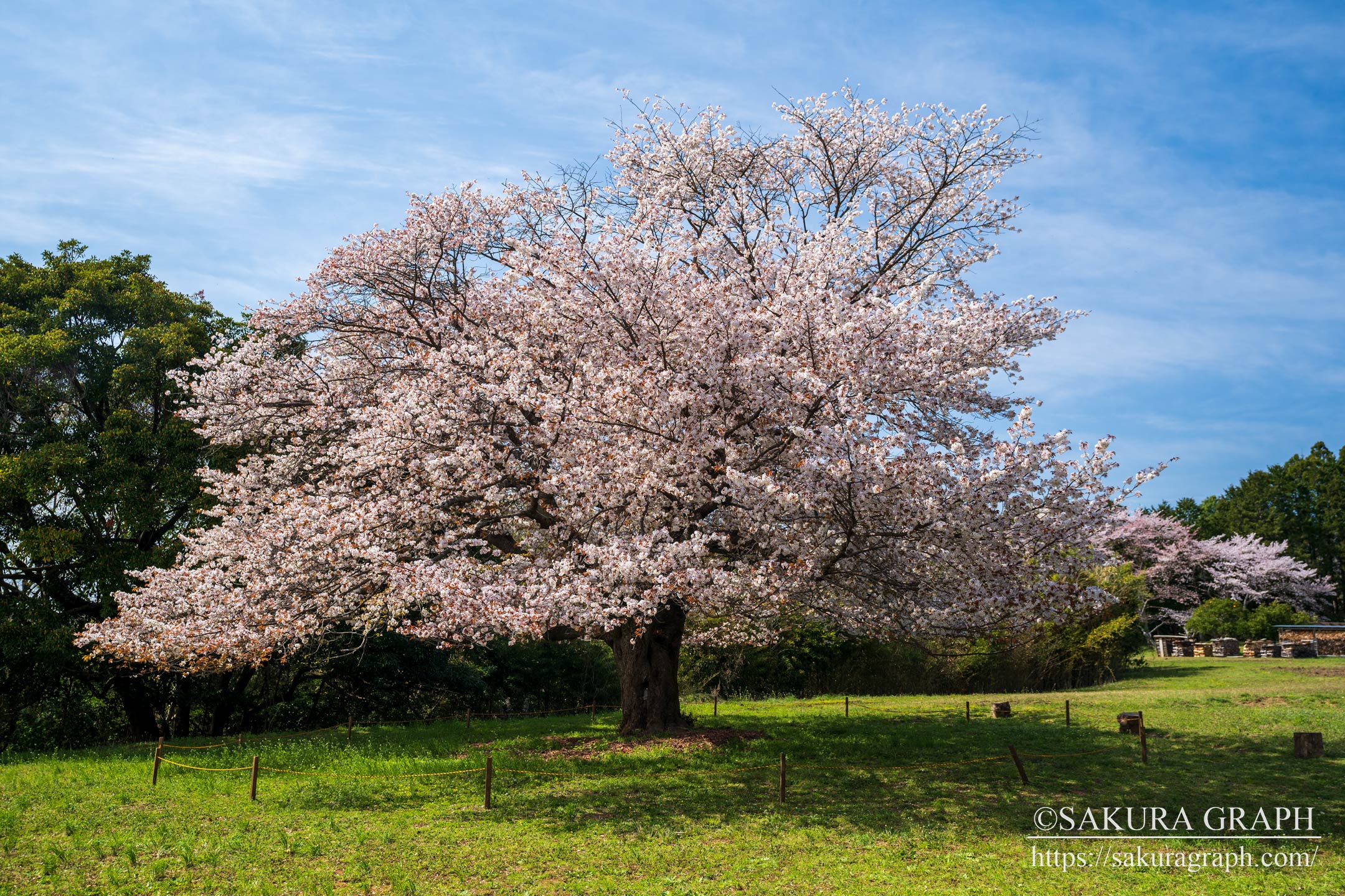 天郷の一本桜