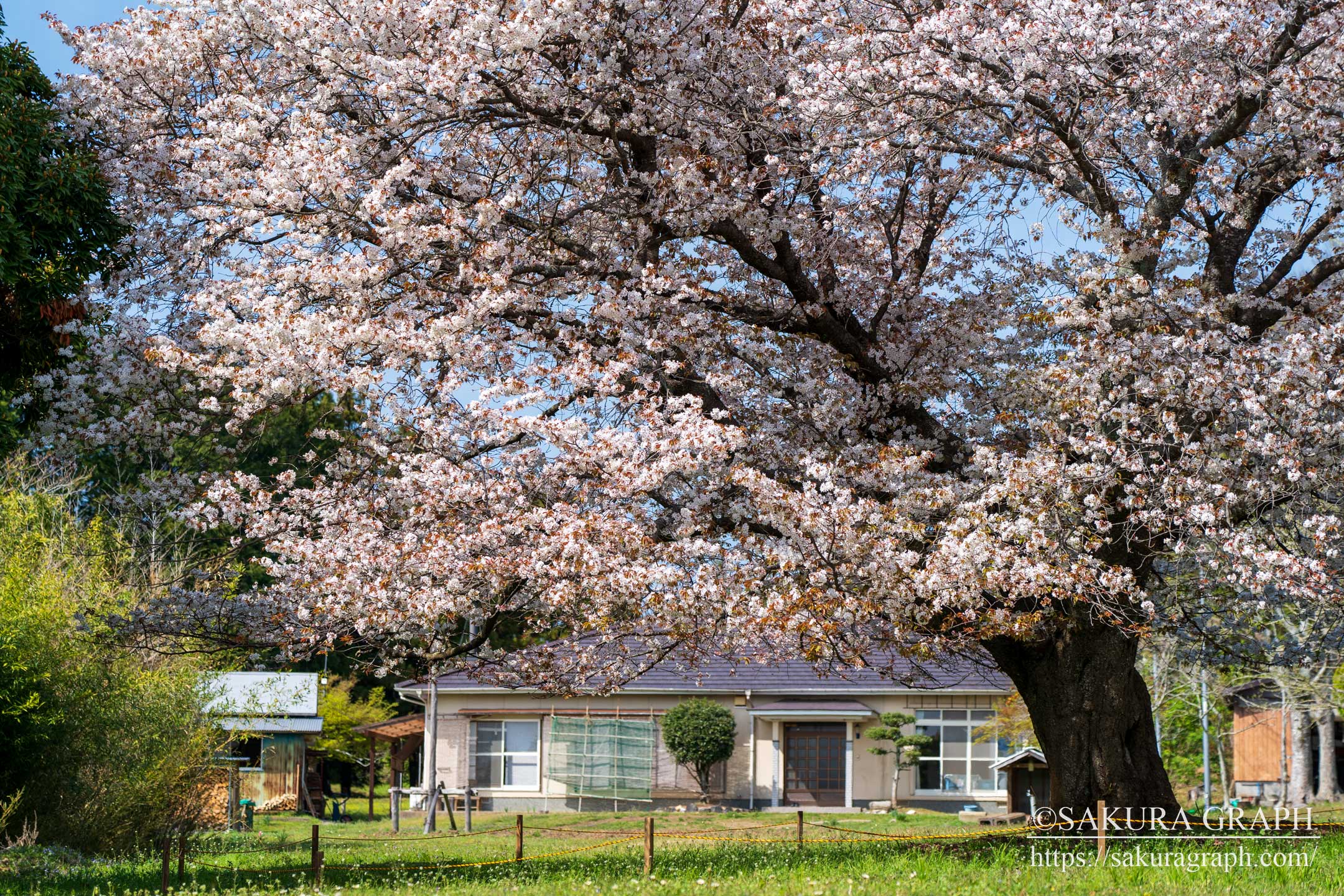 天郷の一本桜