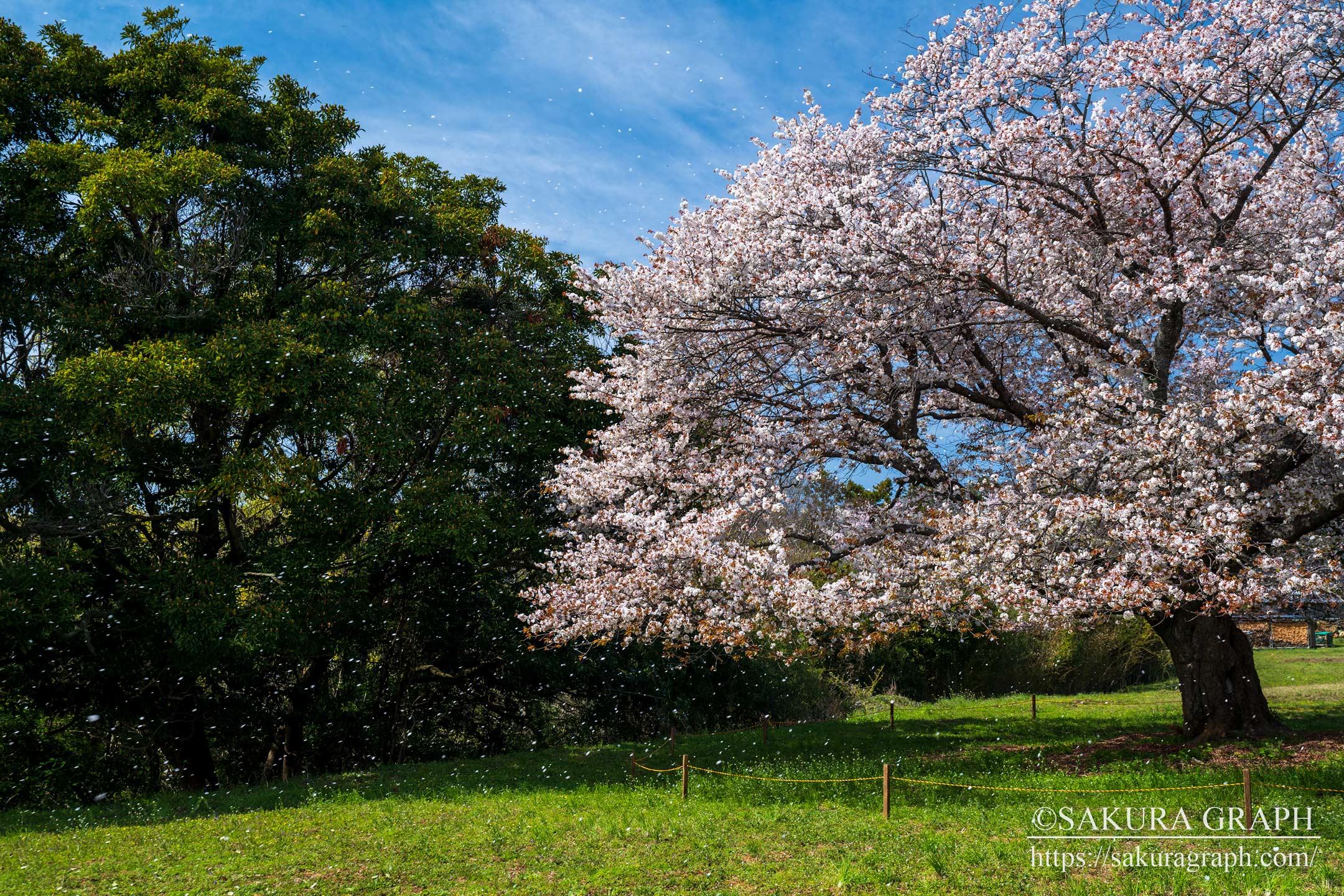 天郷の一本桜