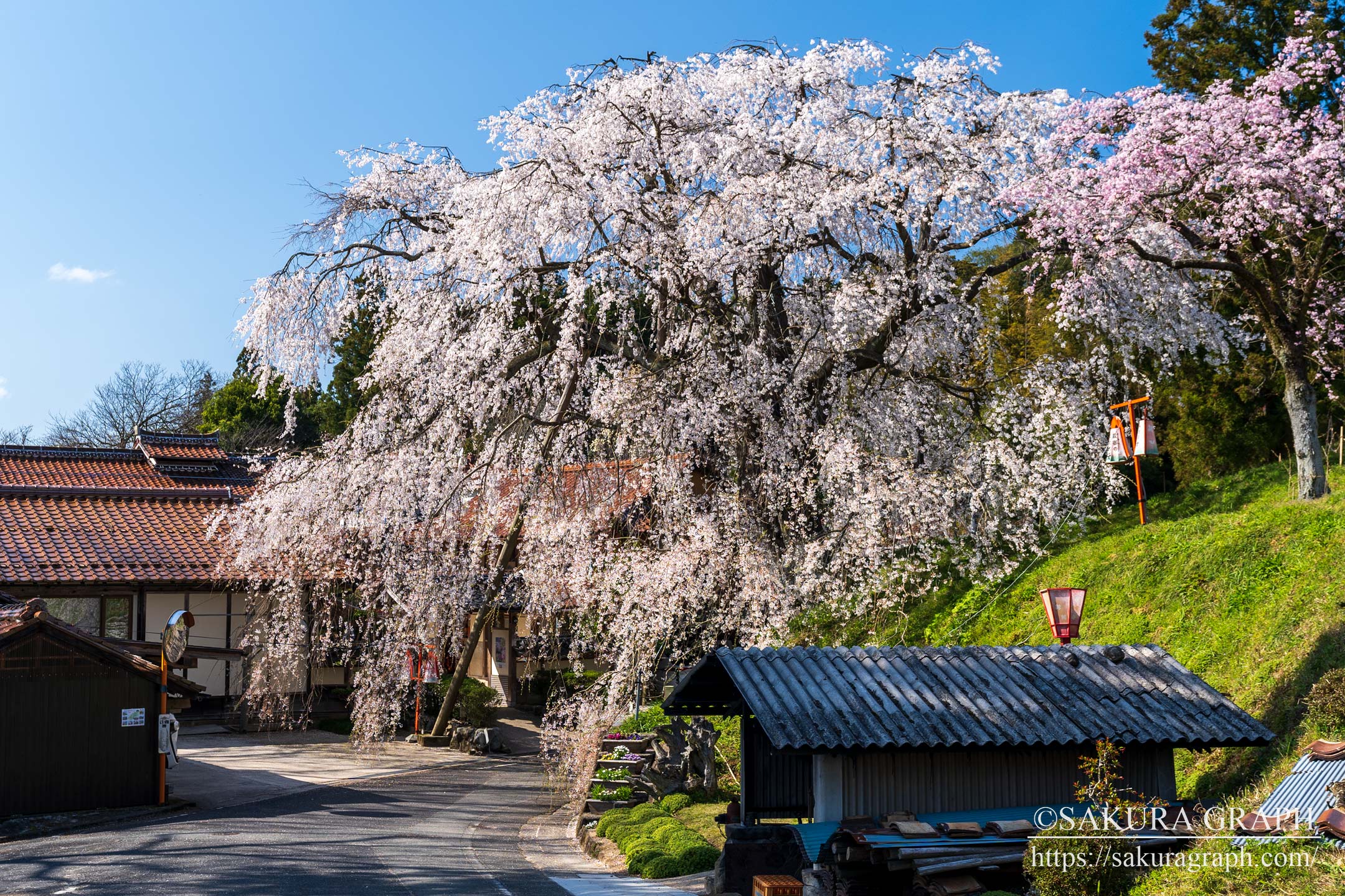 段部のしだれ桜