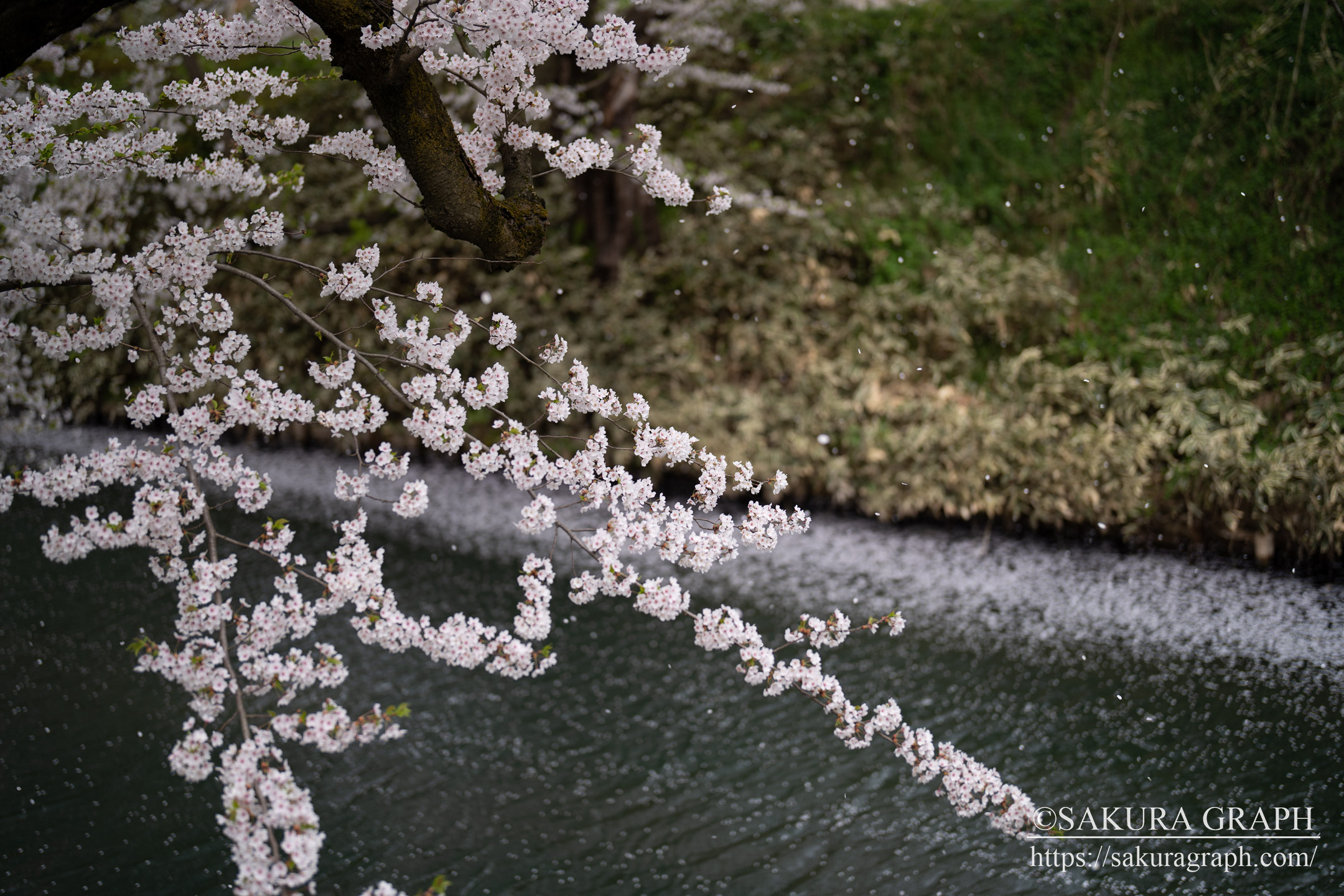 弘前公園