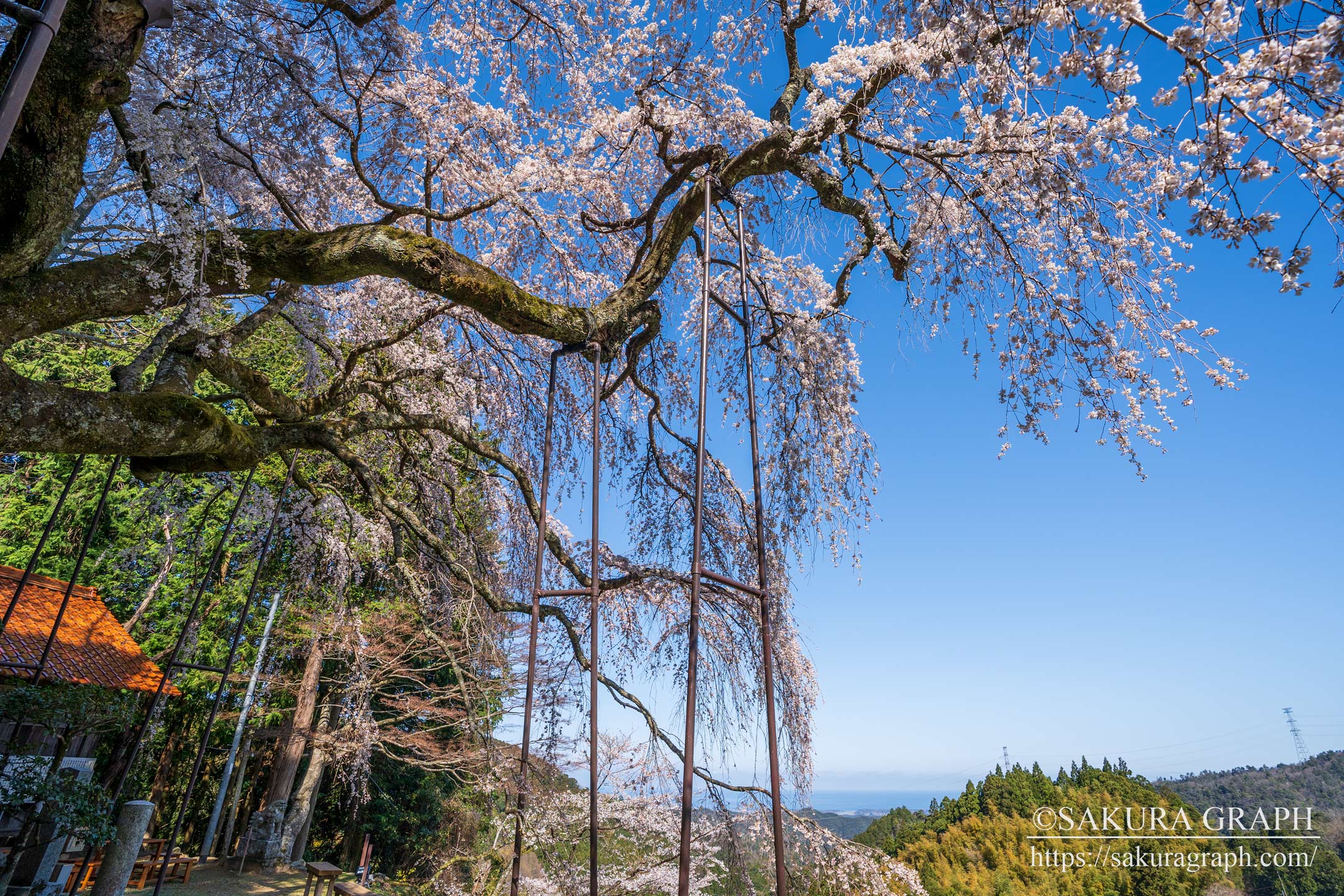 岩栃のシダレザクラ