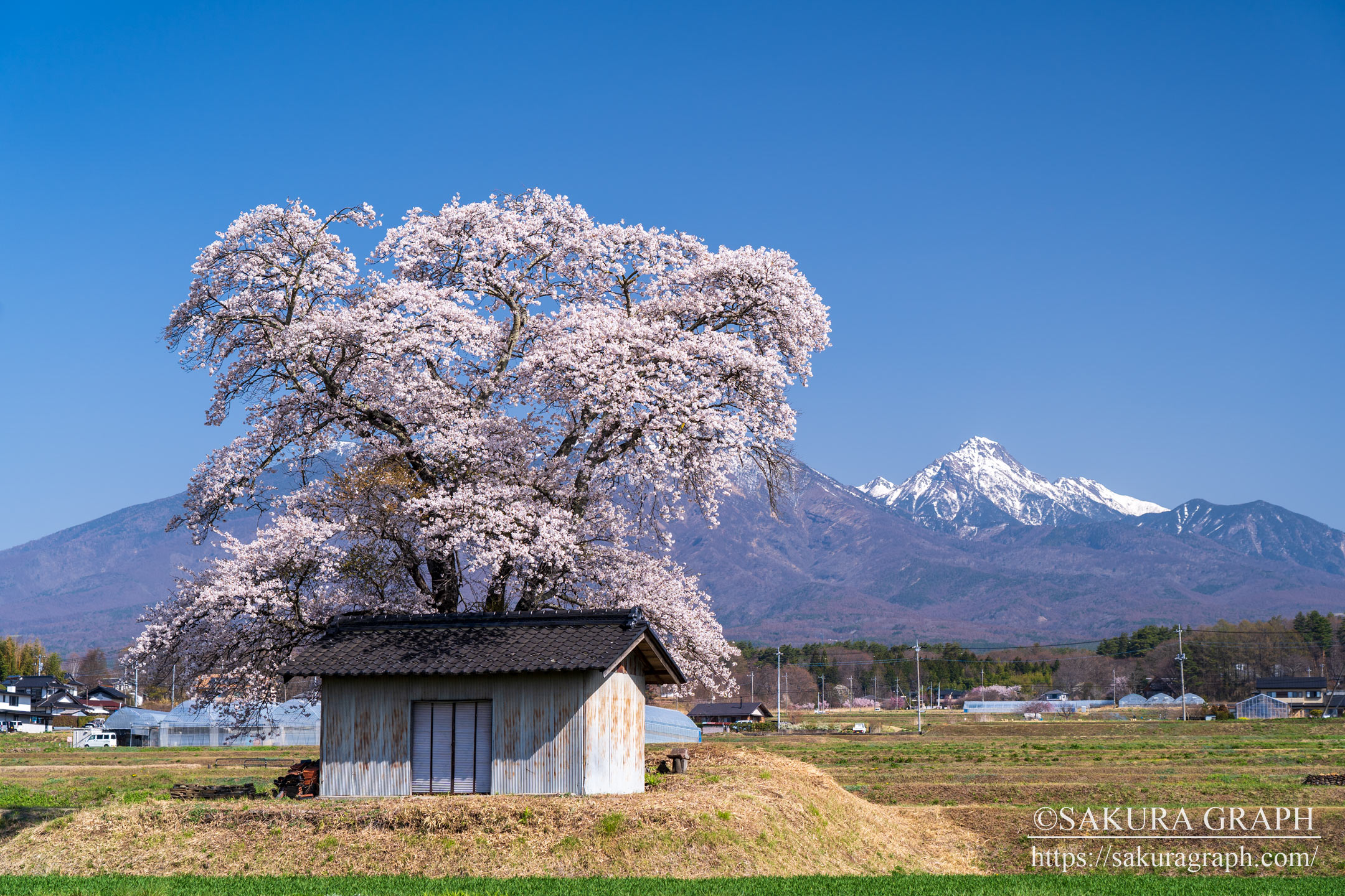 熱見の一本桜