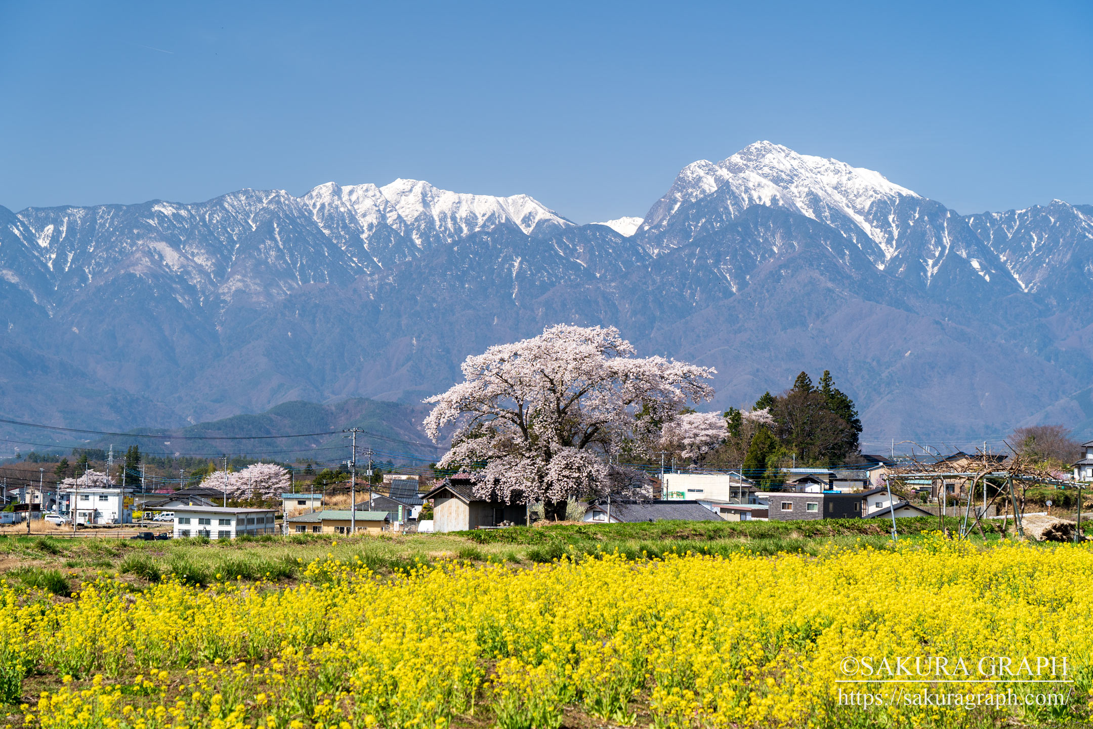 熱見の一本桜