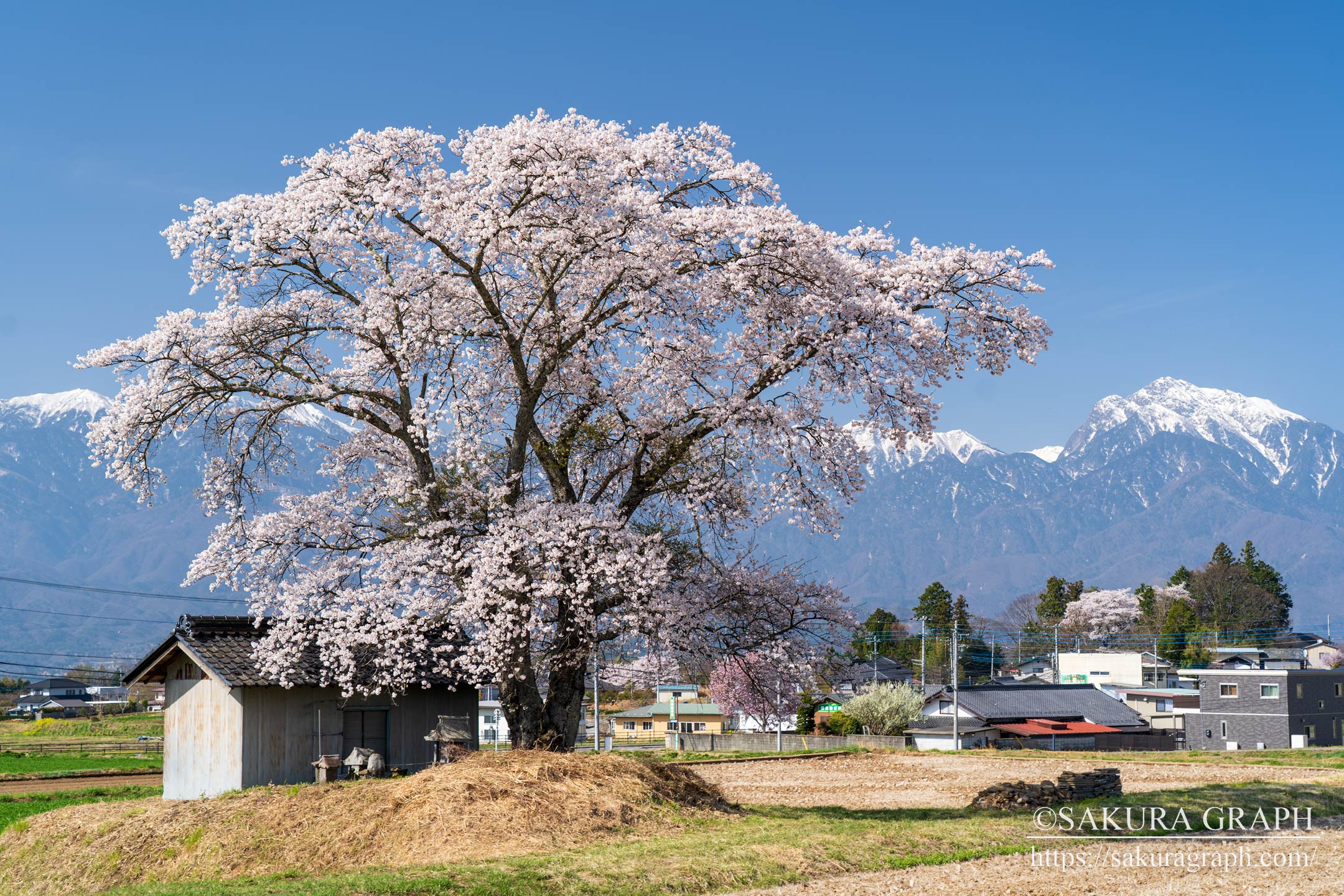 熱見の一本桜