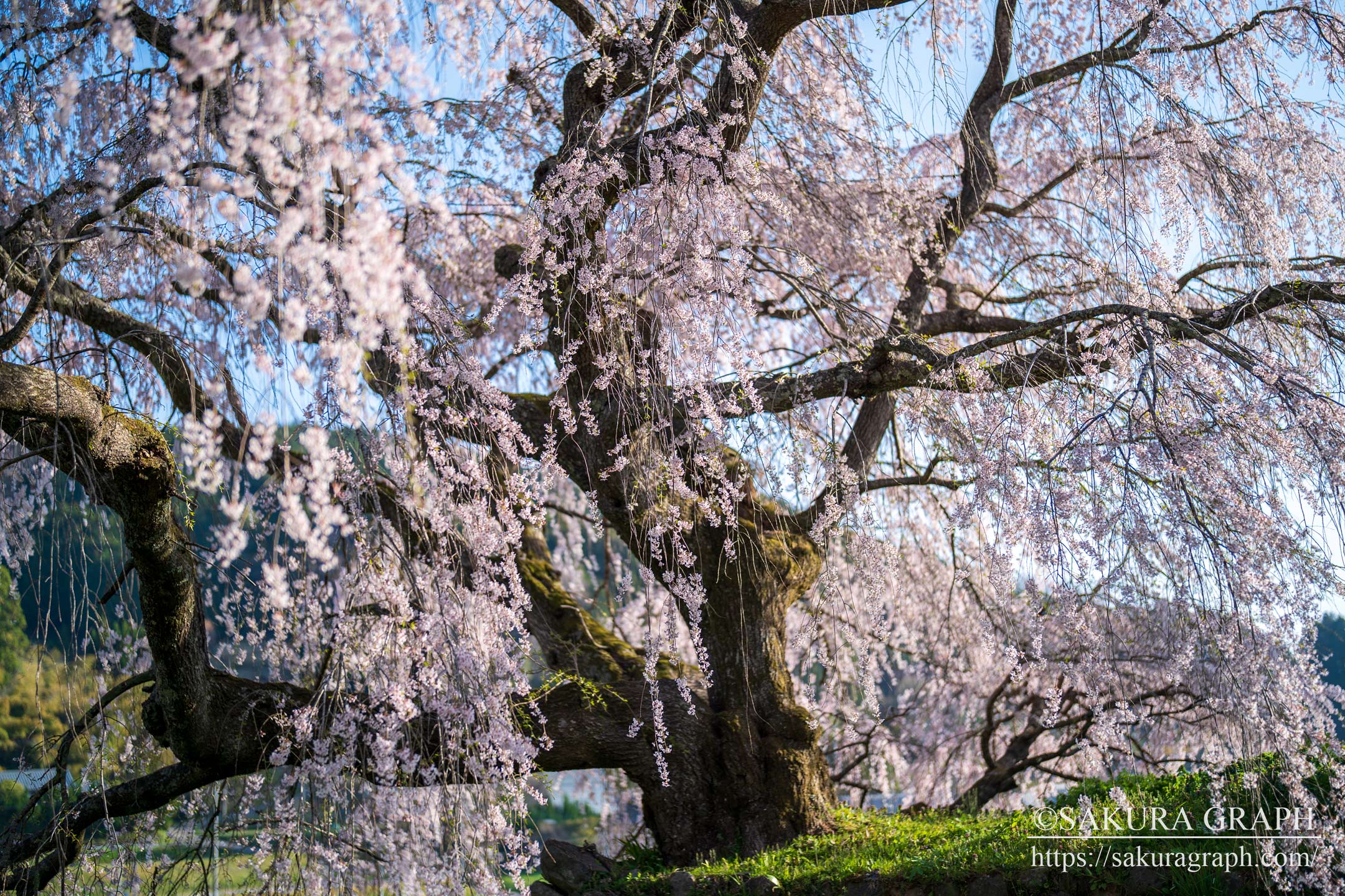 又兵衛桜