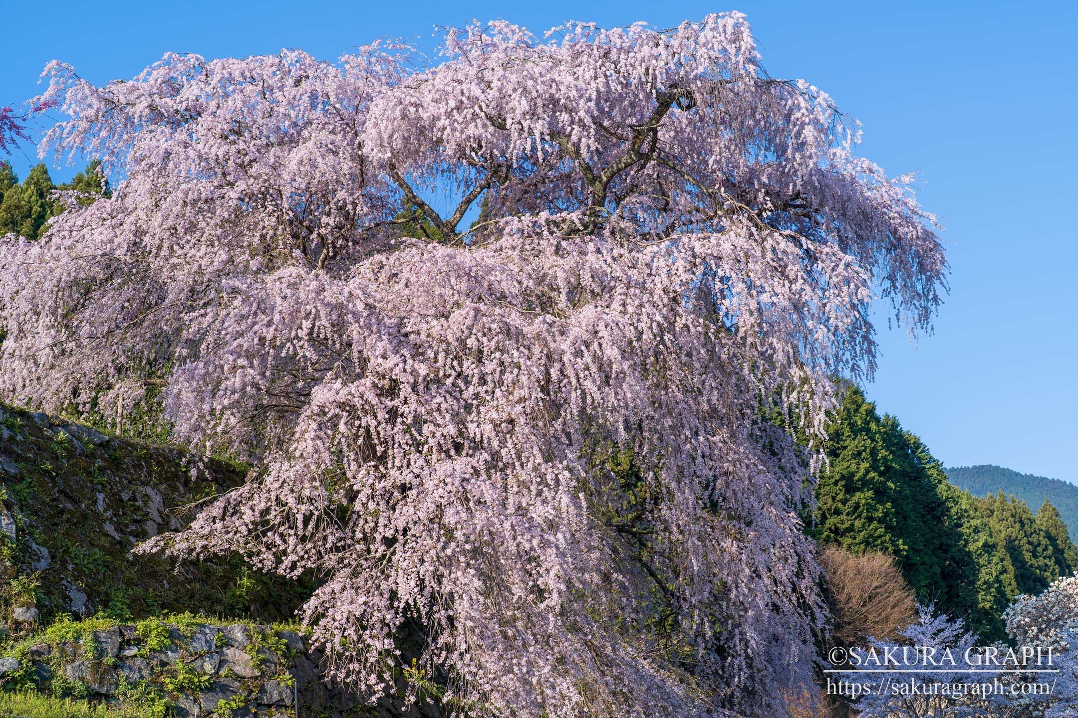 又兵衛桜