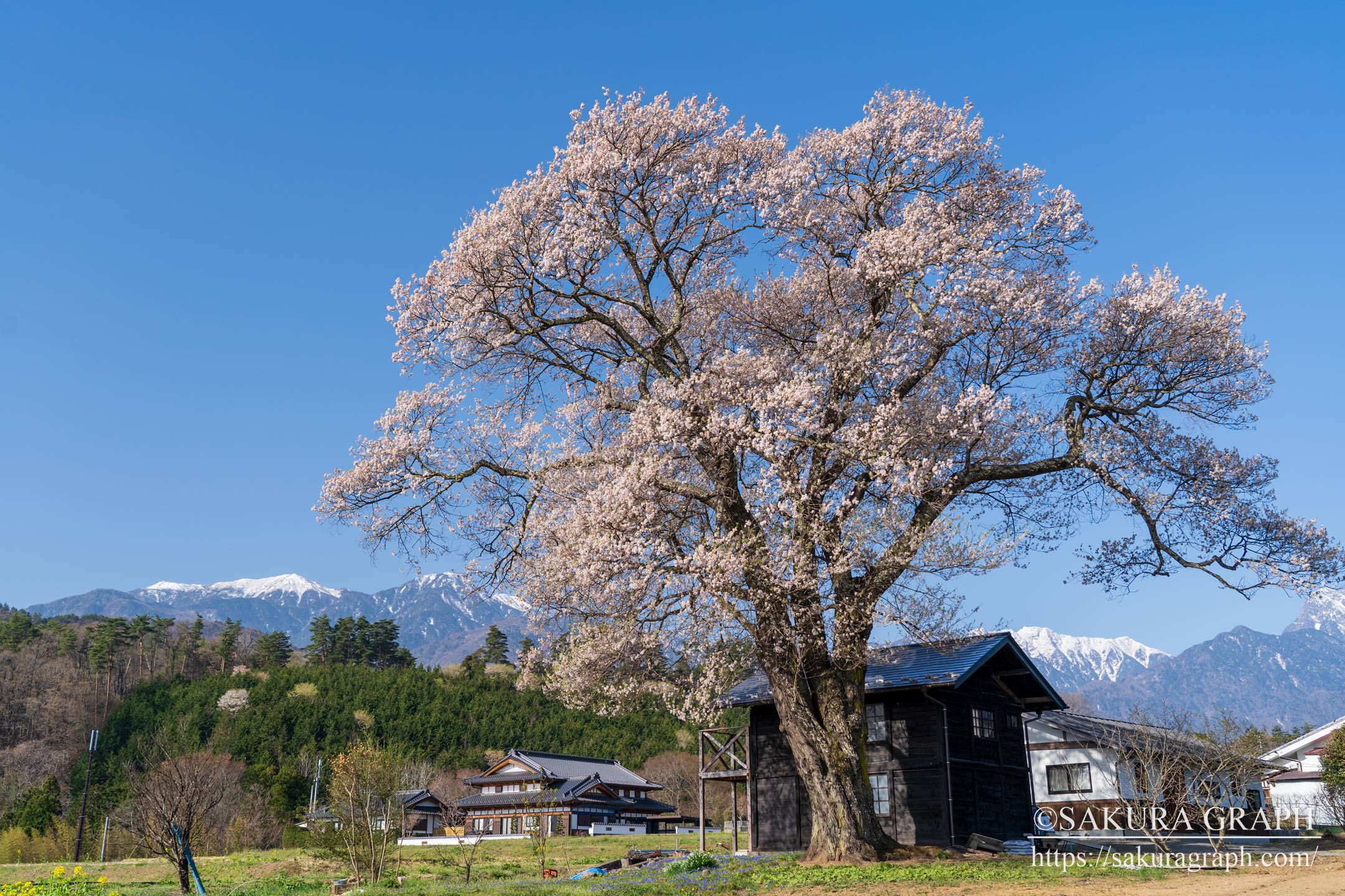 山高の一本桜