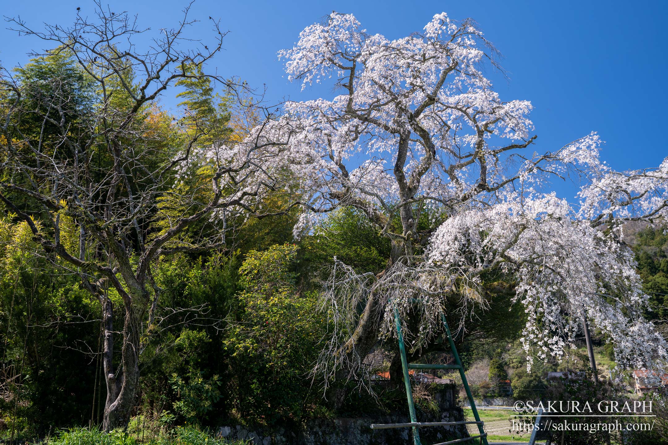 山本の白枝垂桜