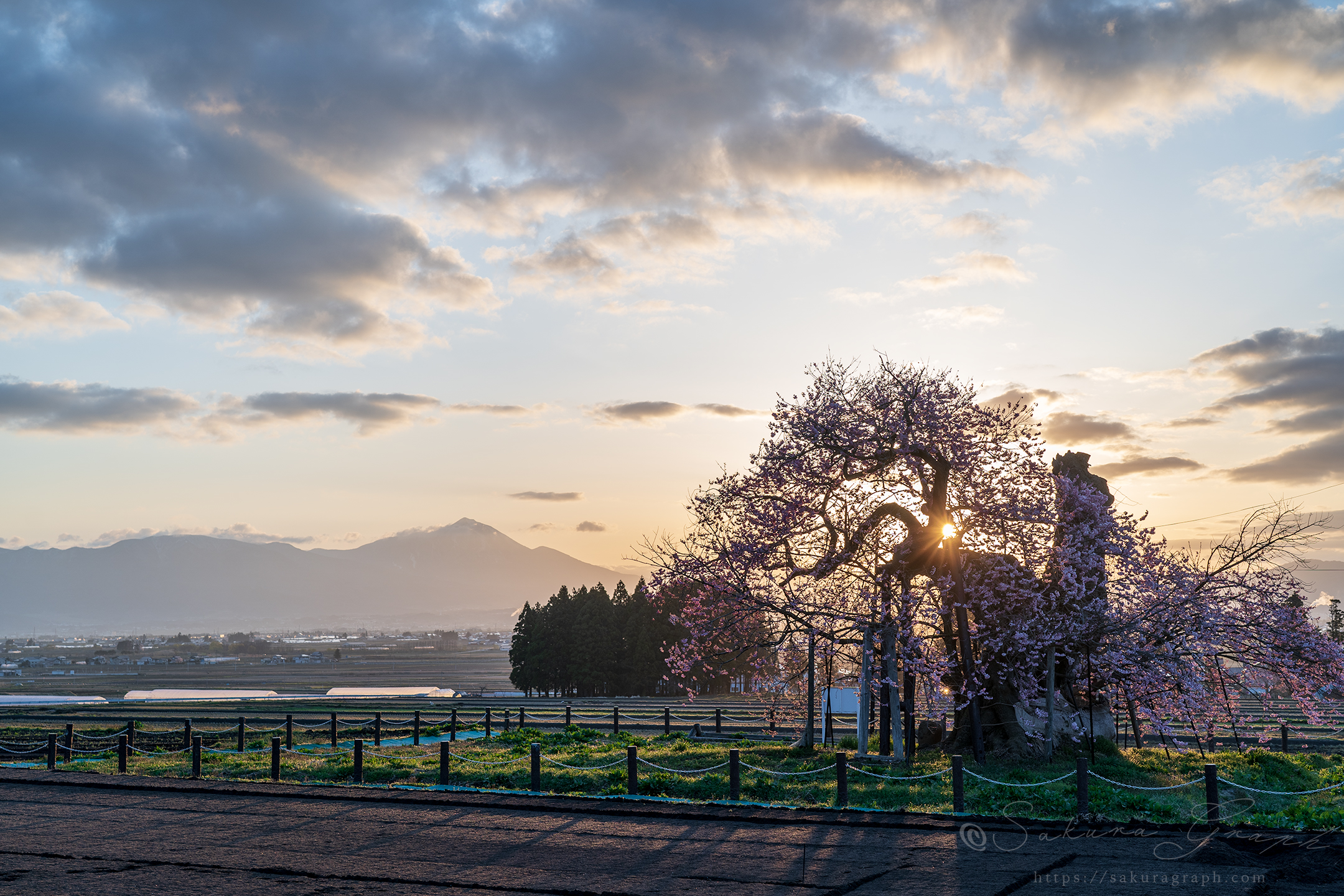 米沢の千歳桜