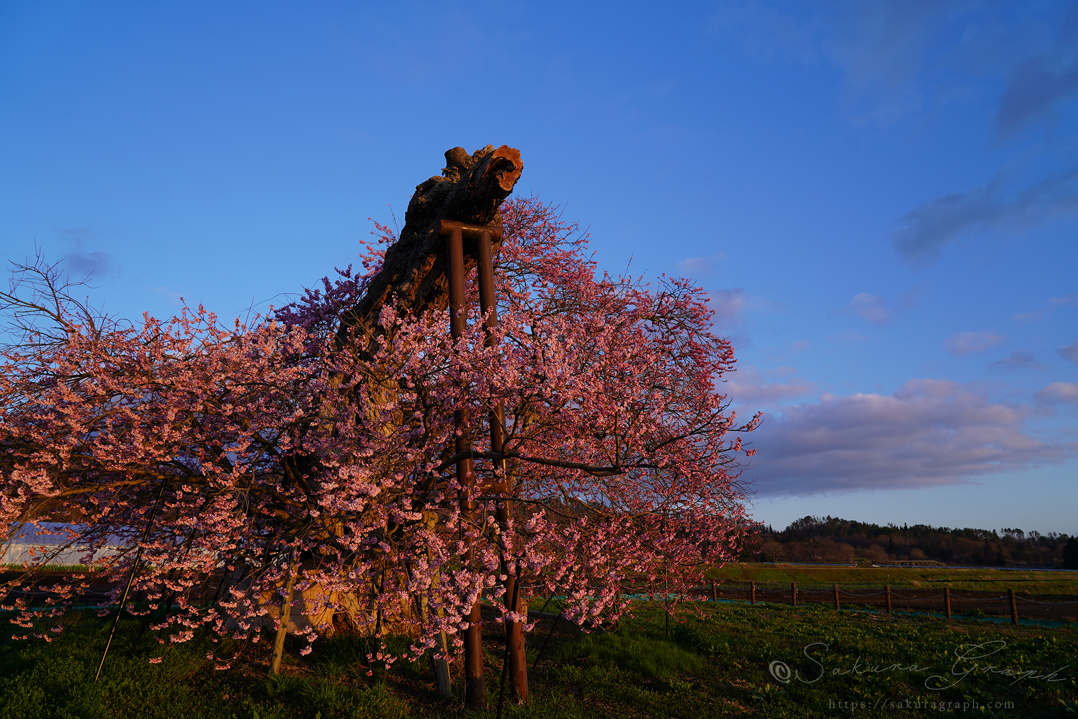 米沢の千歳桜