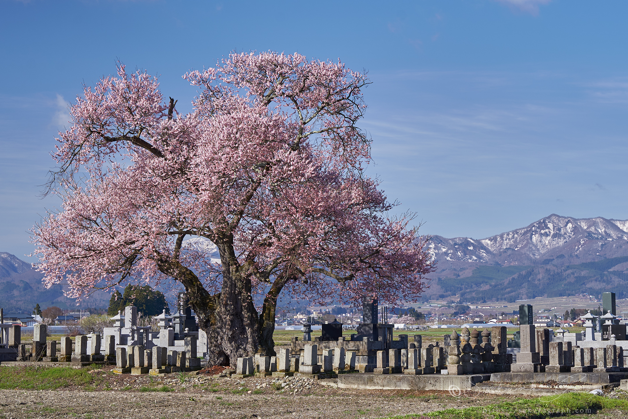 東麻生の種蒔桜