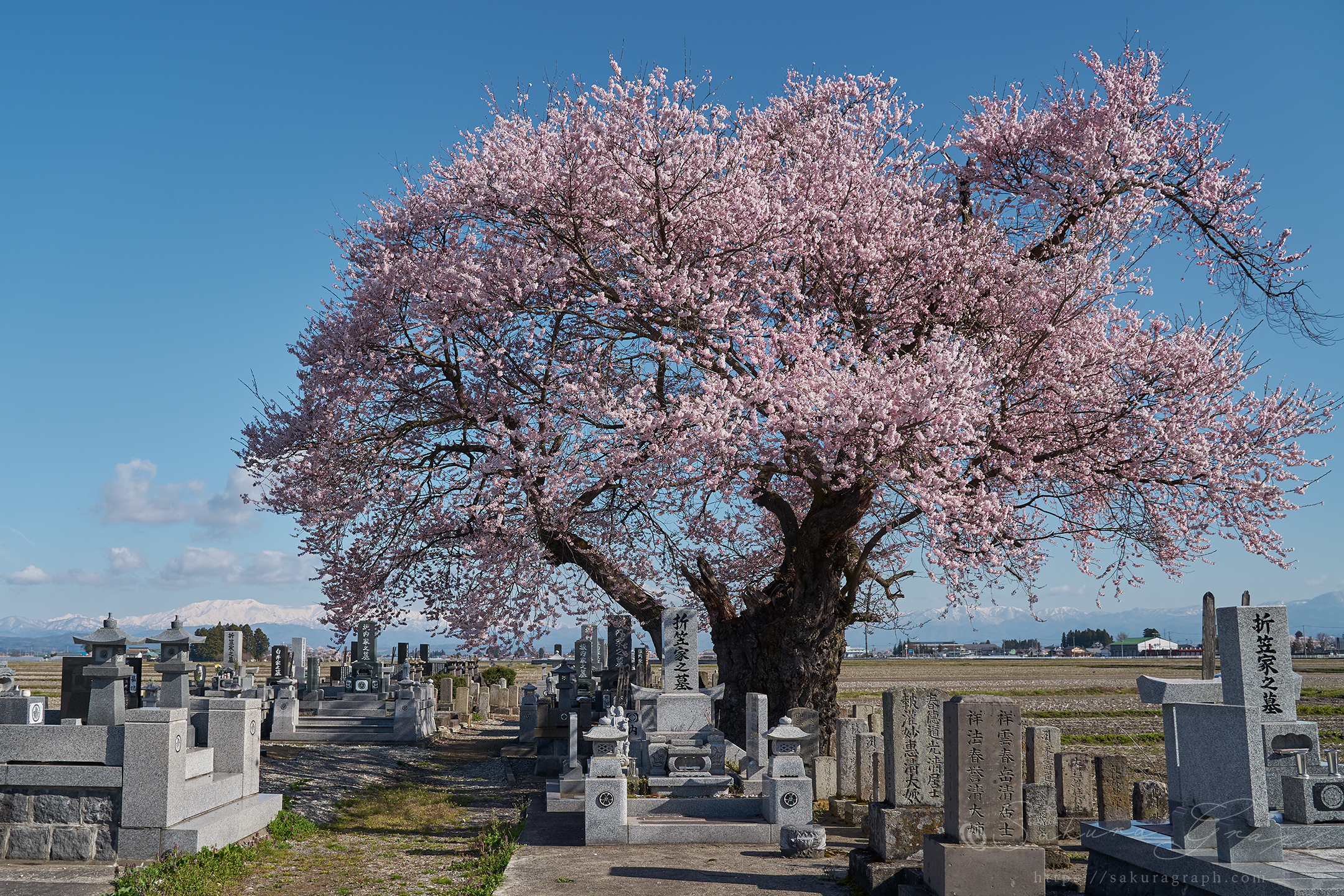 東麻生の種蒔桜