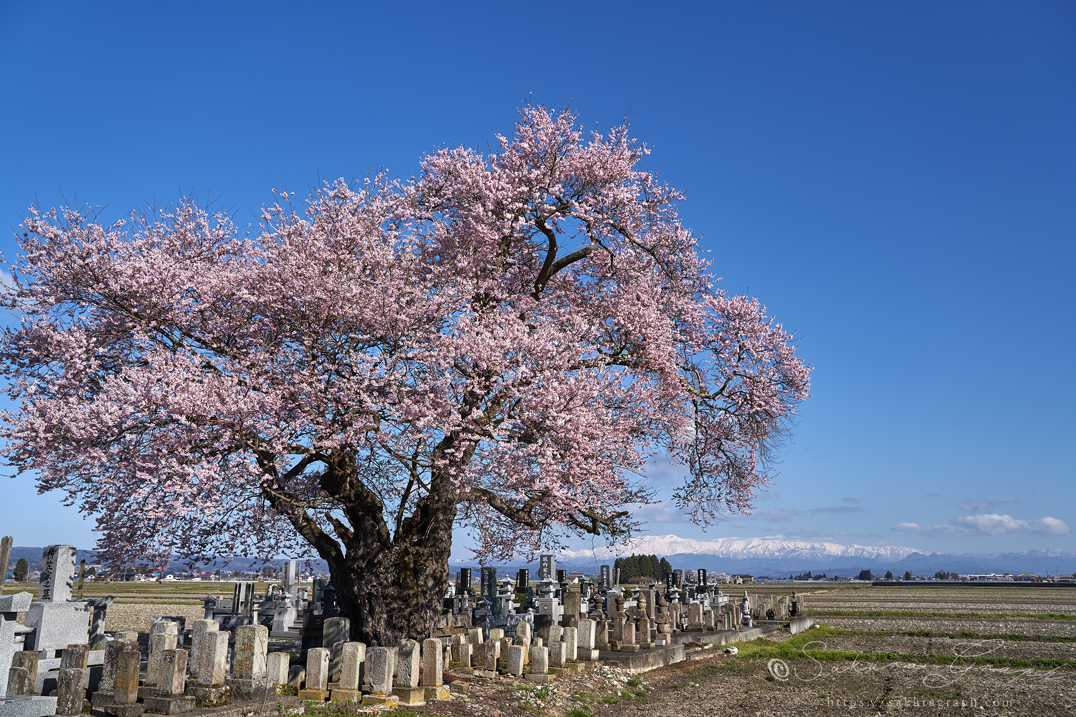 東麻生の種蒔桜