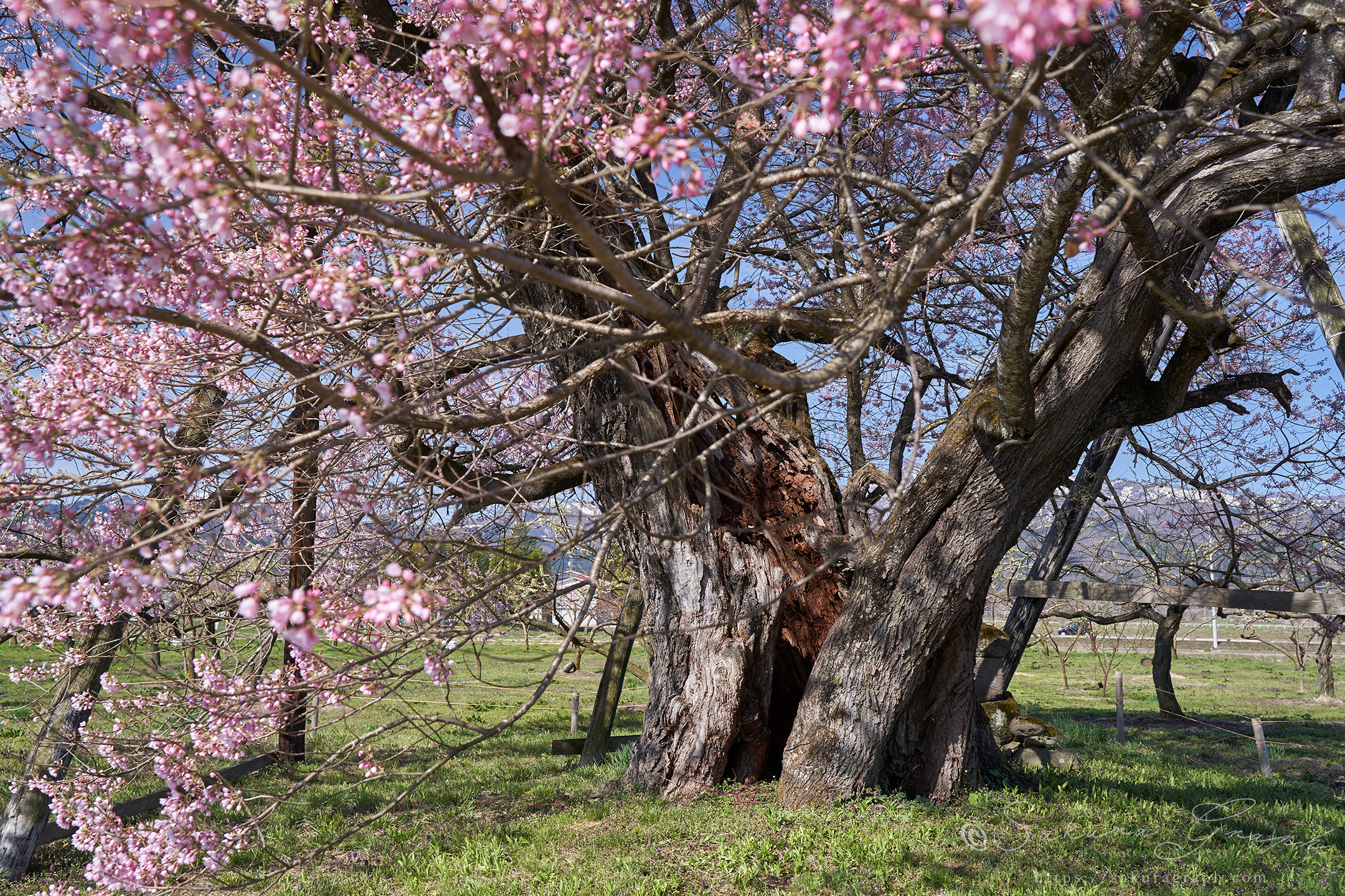 馬ノ墓の種蒔桜