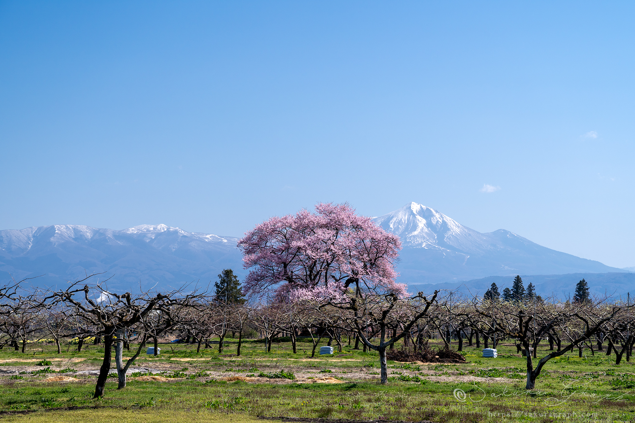 馬ノ墓の種蒔桜