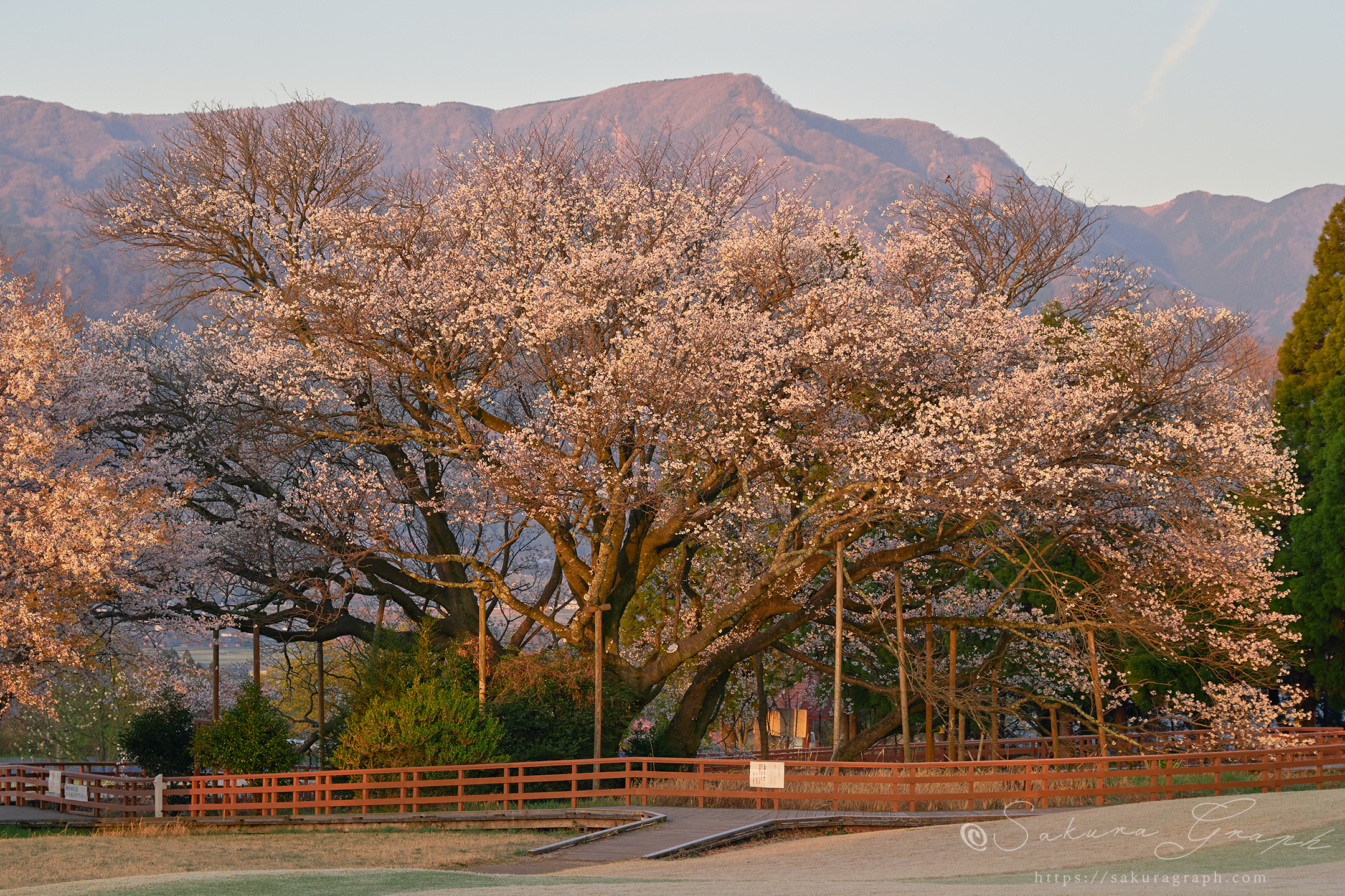 一心行の大桜