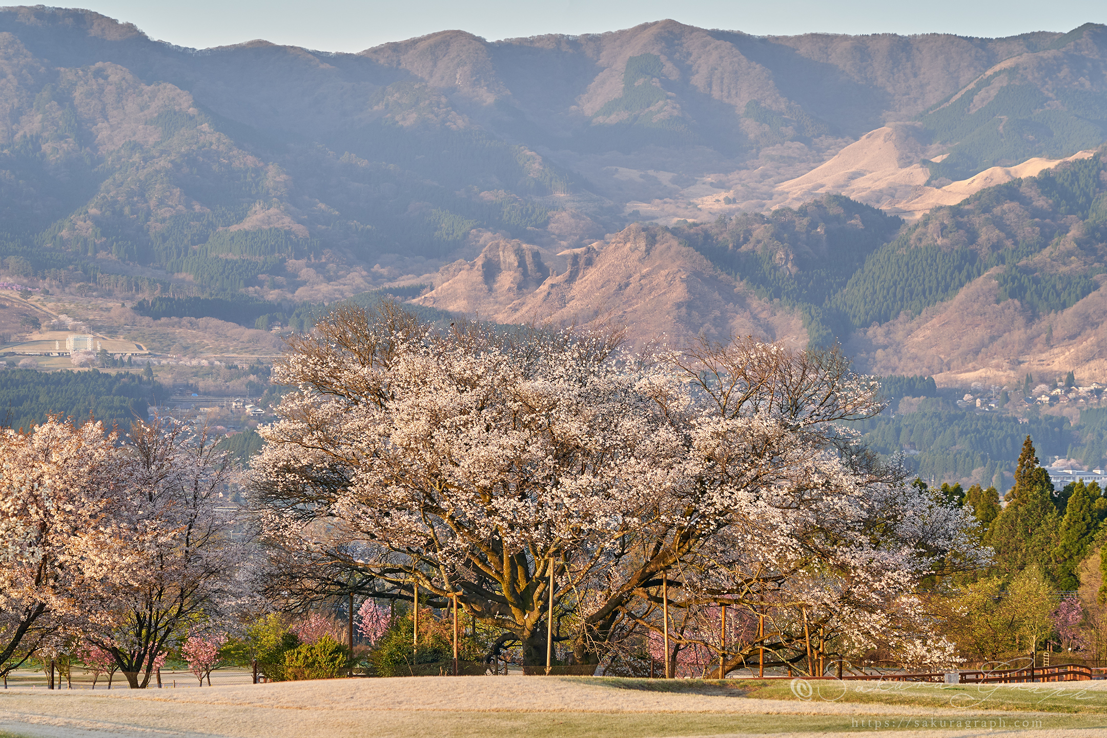 一心行の大桜